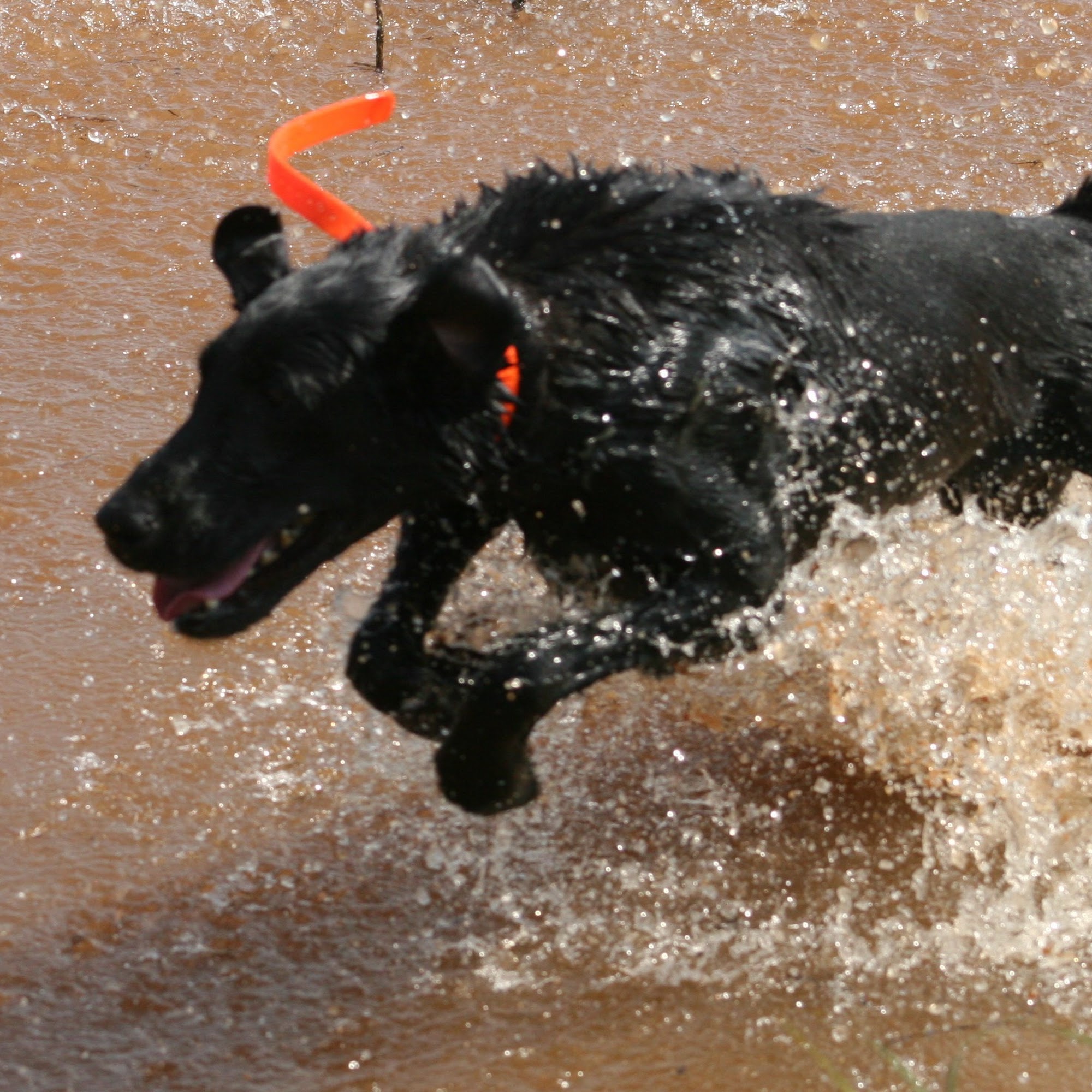 Avery Creek Retrievers Shelby
