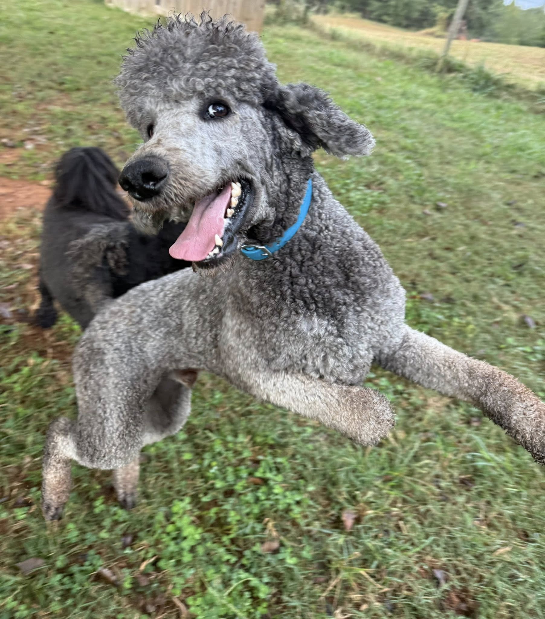 Avery Creek Retrievers Shelby