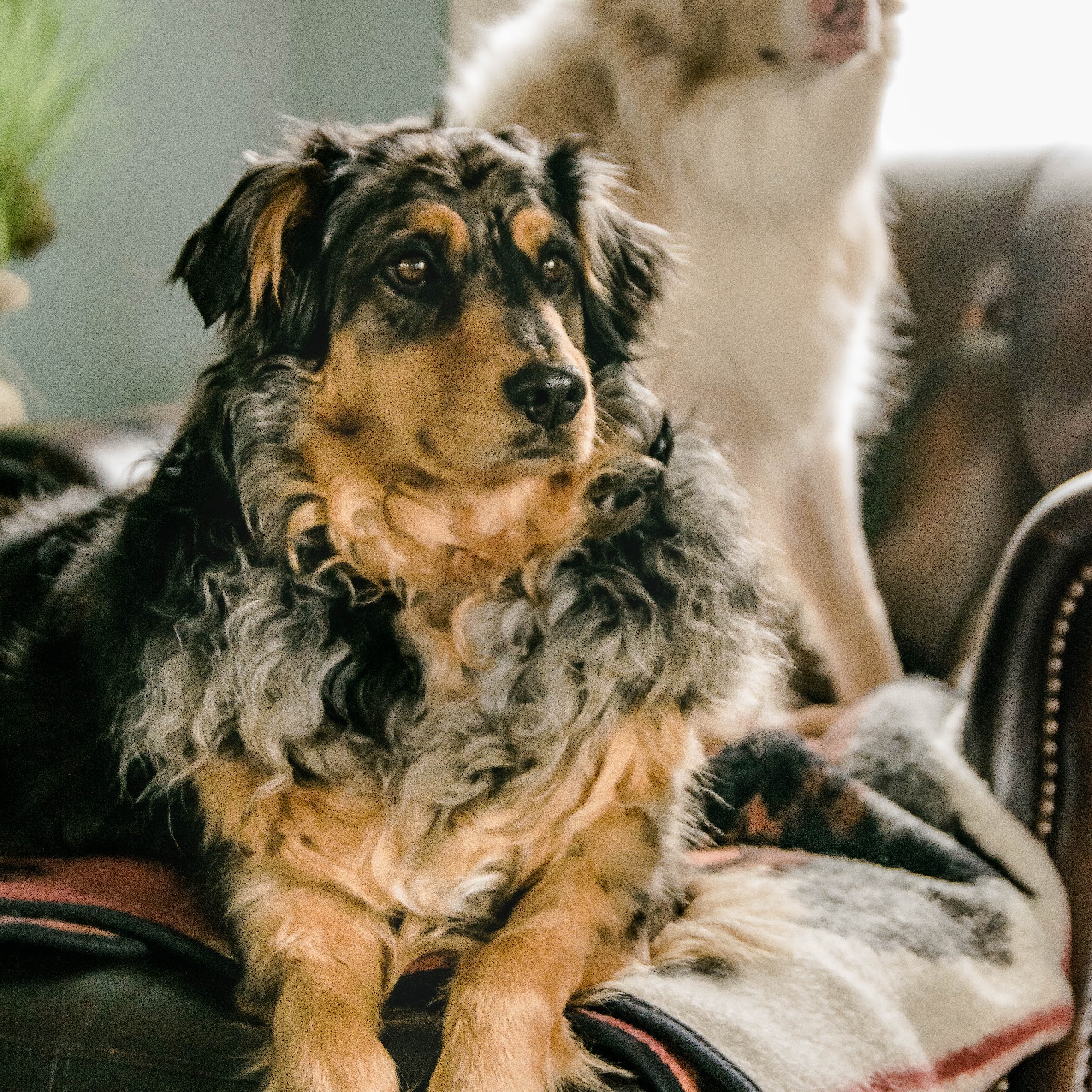 Unique Pets Sitting Service Inc. 545 Beaver Dam Church Rd, Shelby North Carolina 28152