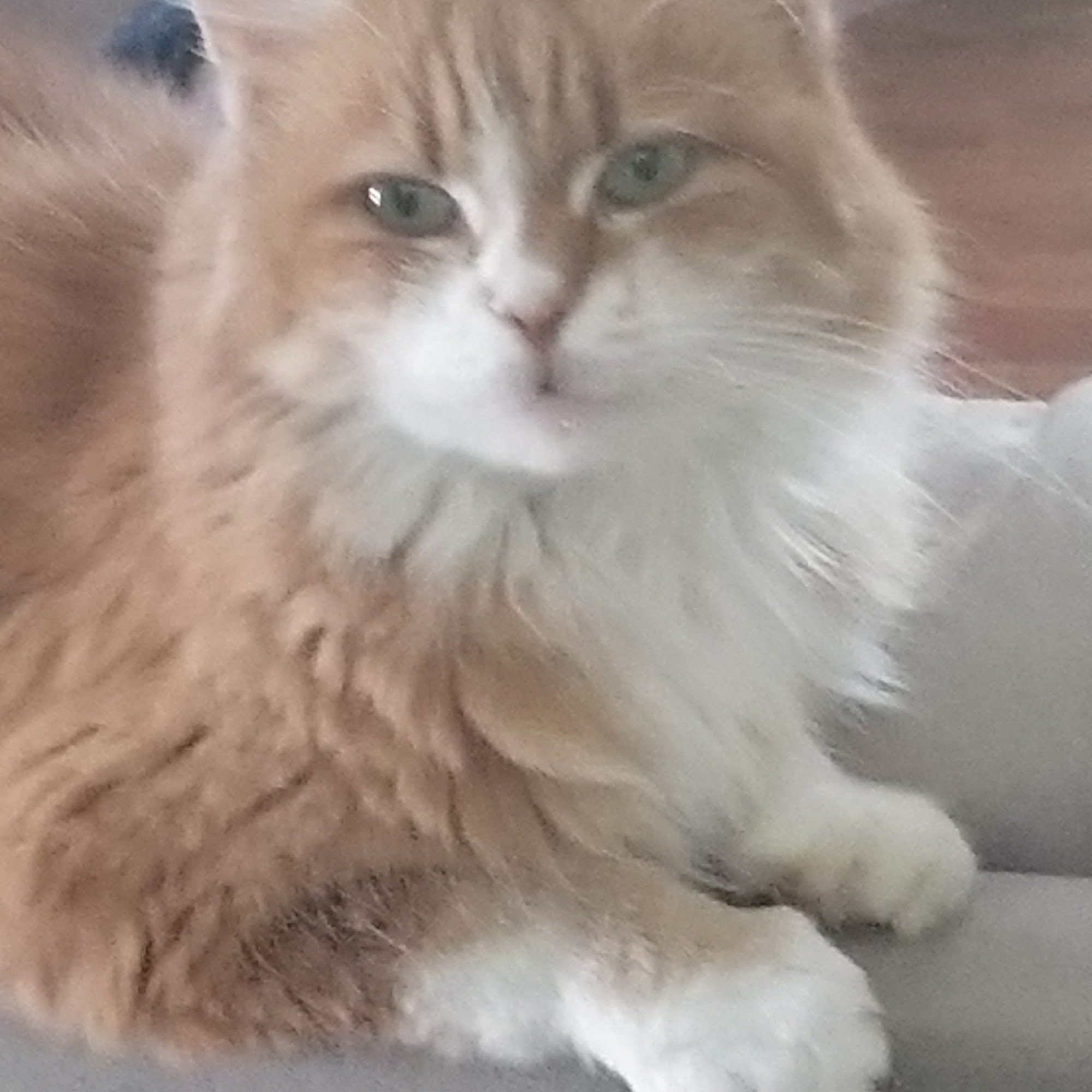 Veterinary Specialties Hospital at the Lake Sherrills Ford