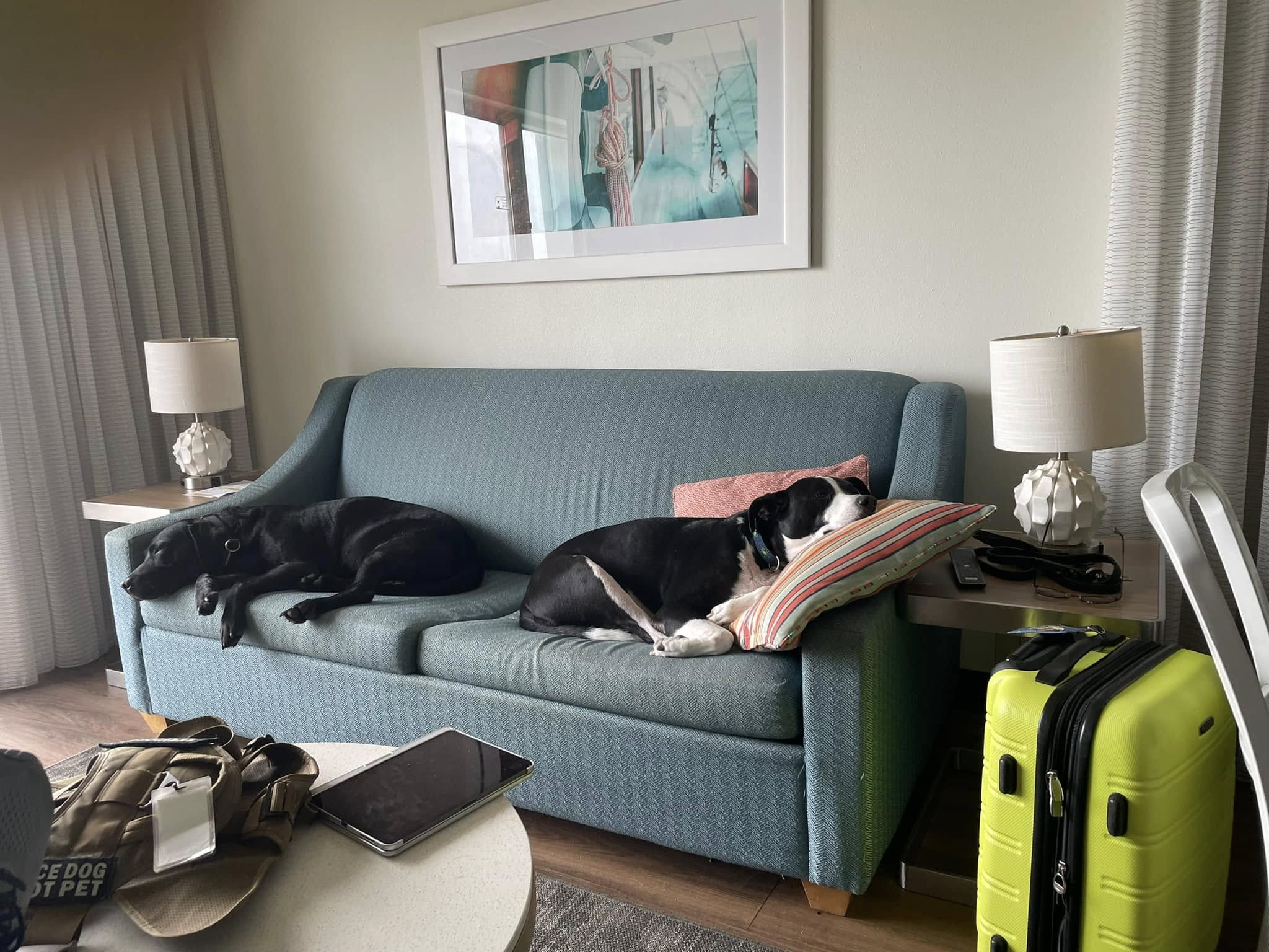 Find It K9 Detection