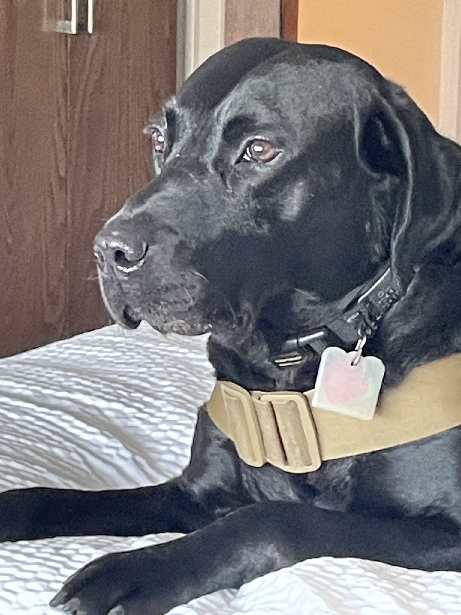 Find It K9 Detection