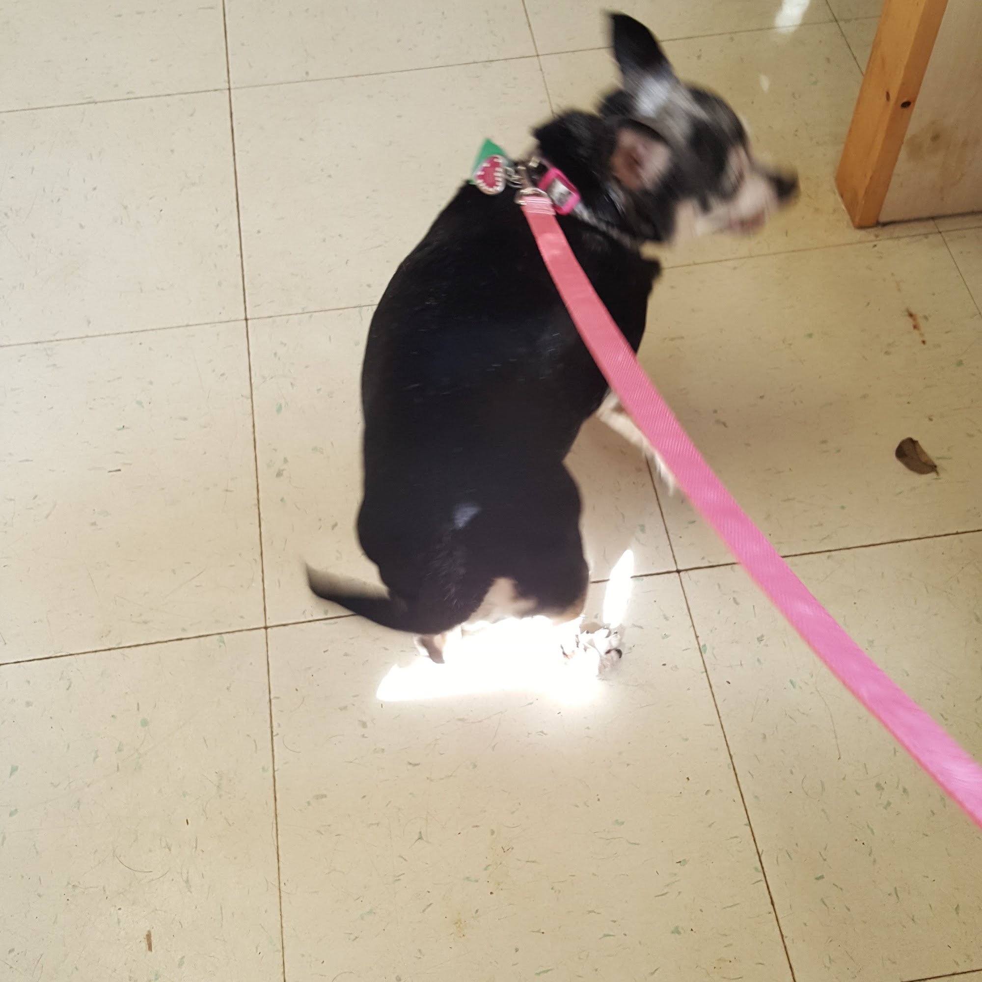 Tysor Veterinary Clinic Siler City