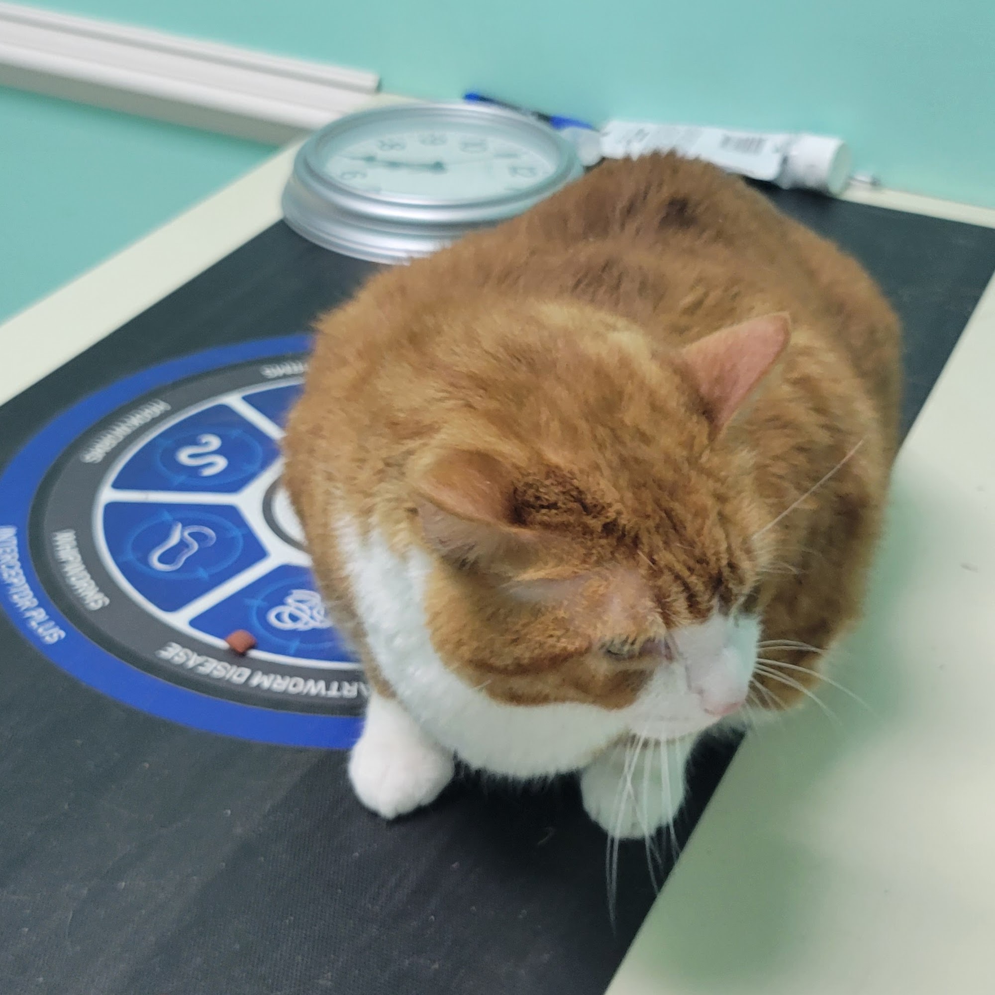 Third Street Veterinary Clinic Siler City