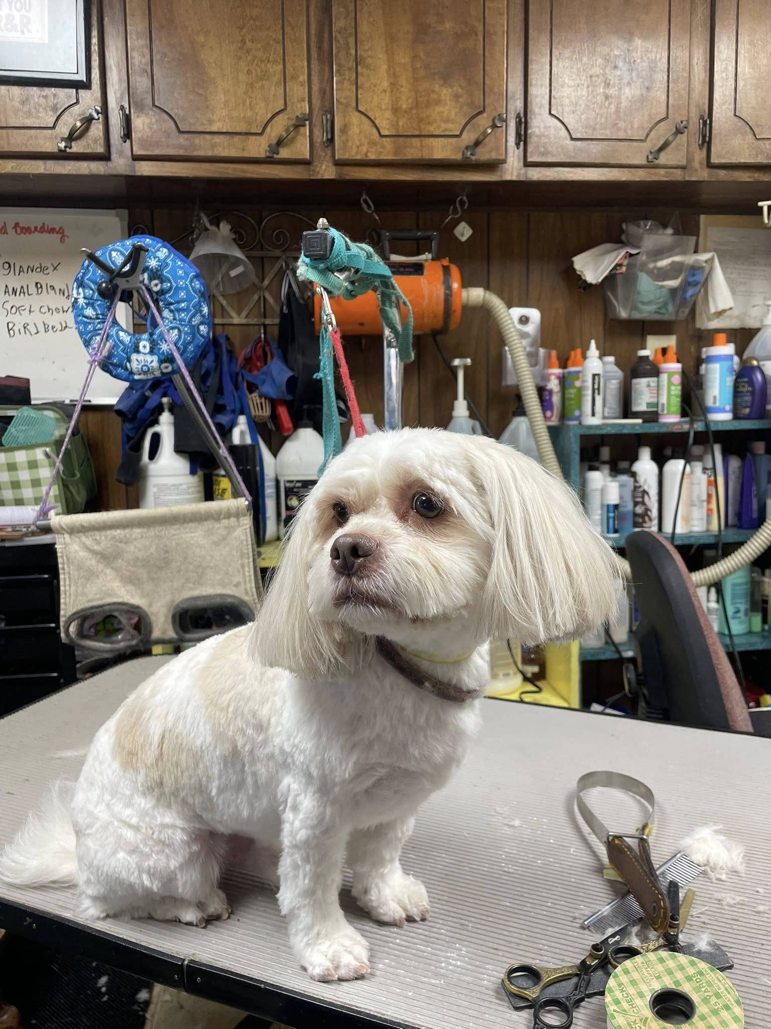 Pat's Grooming & Boarding Kennel Siler City