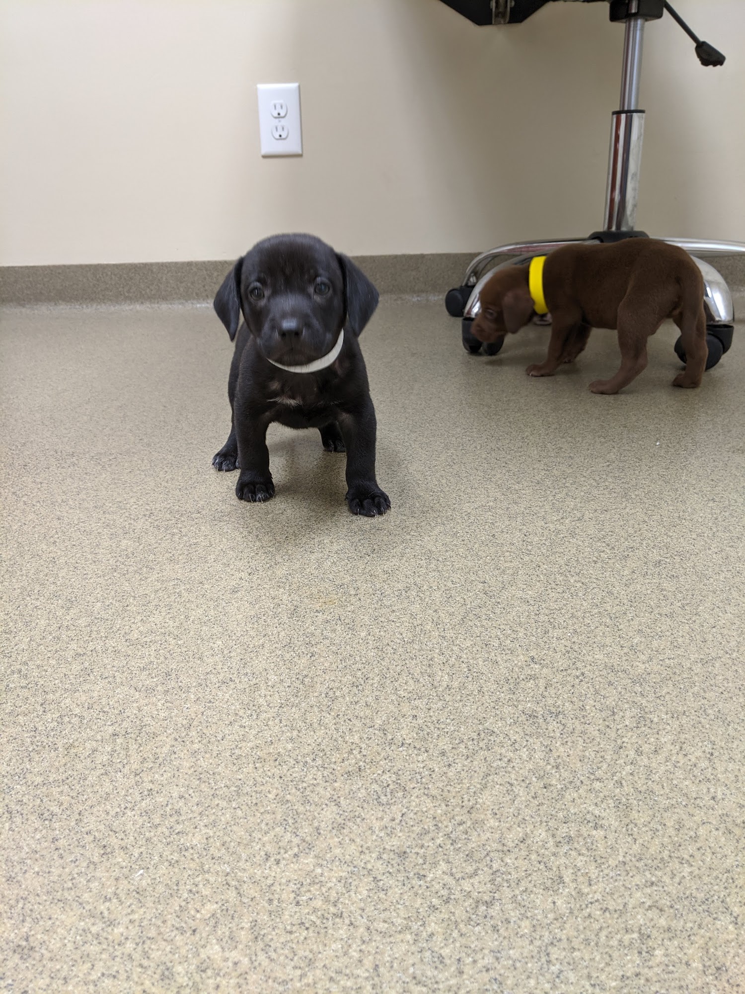 Blackdog Club Smithfield