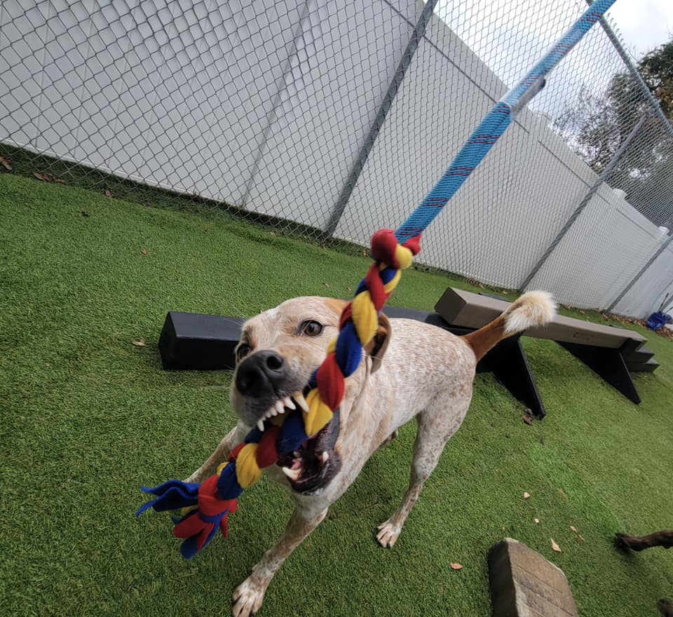 North Shore Pawville - Pet Boarding, Grooming, Daycare, Training Sneads Ferry