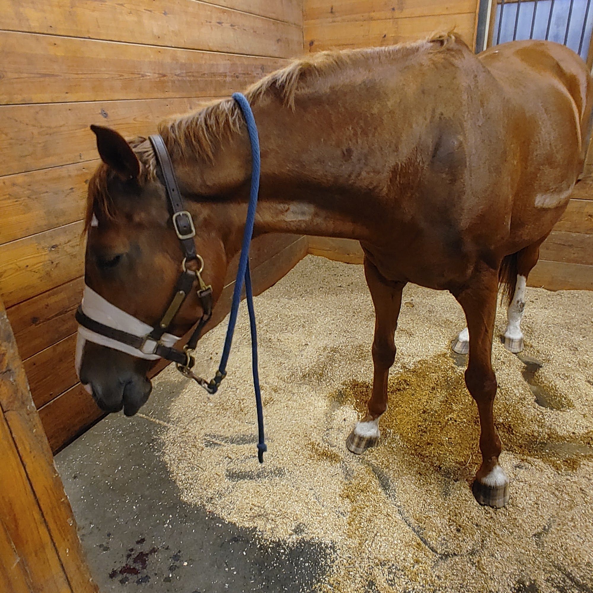 Southern Pines Equine Associates PLLC Southern Pines