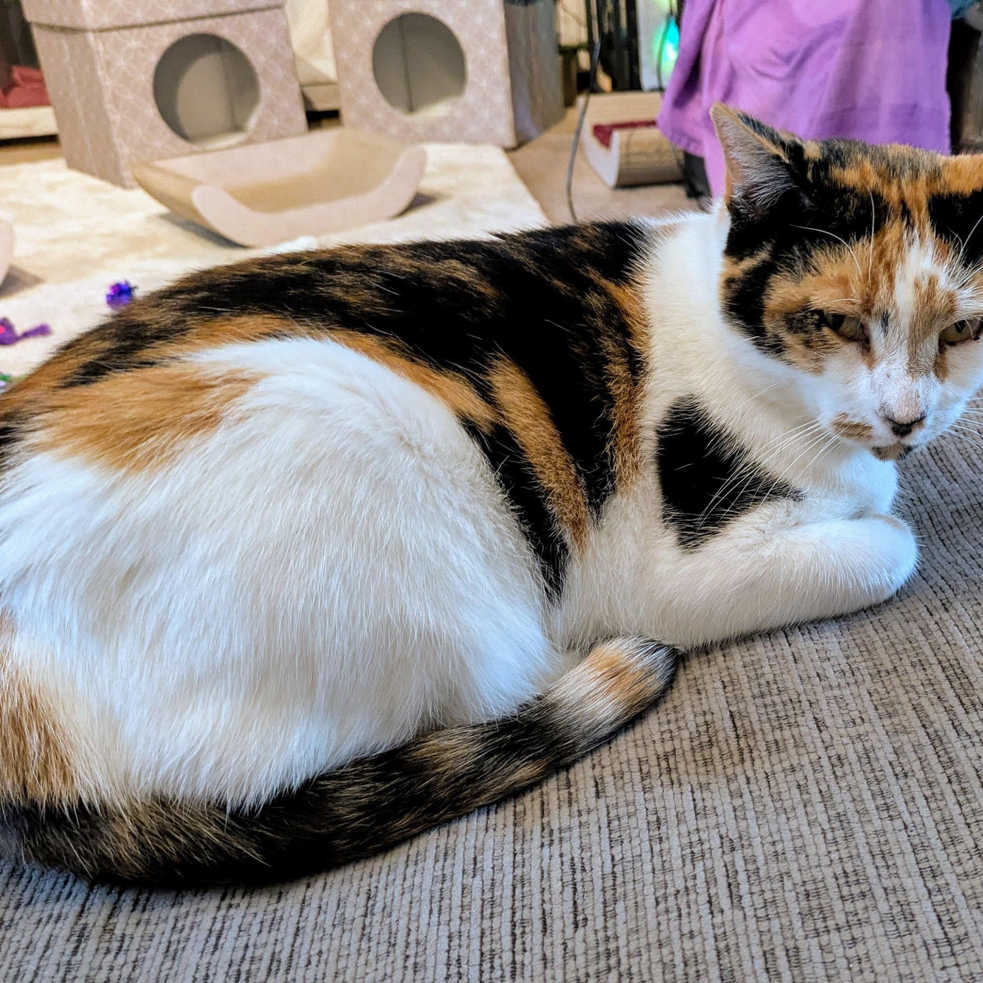 Pinehurst Animal Hospital and Dental Clinic Southern Pines