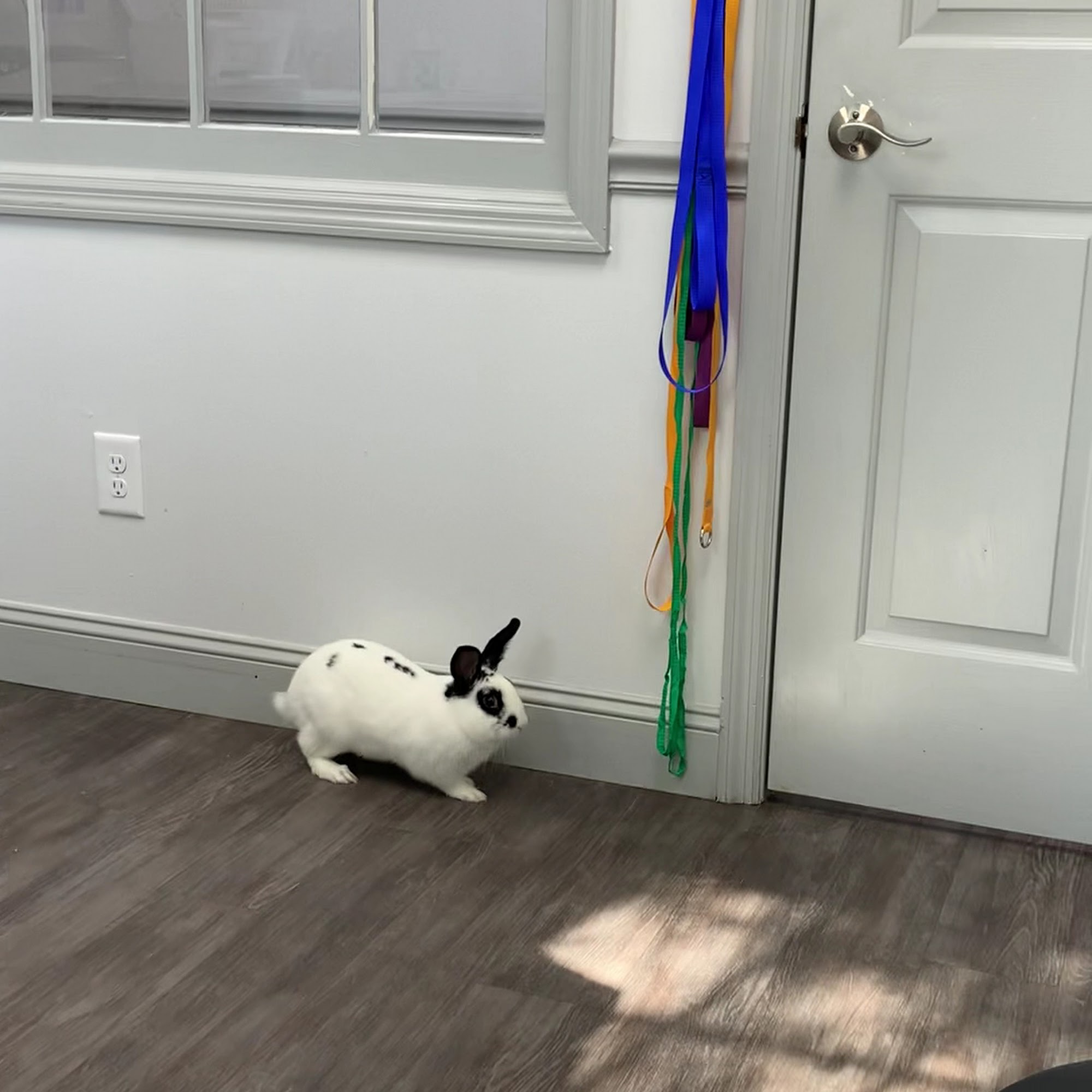 Urgent Vets for Pets Southern Pines