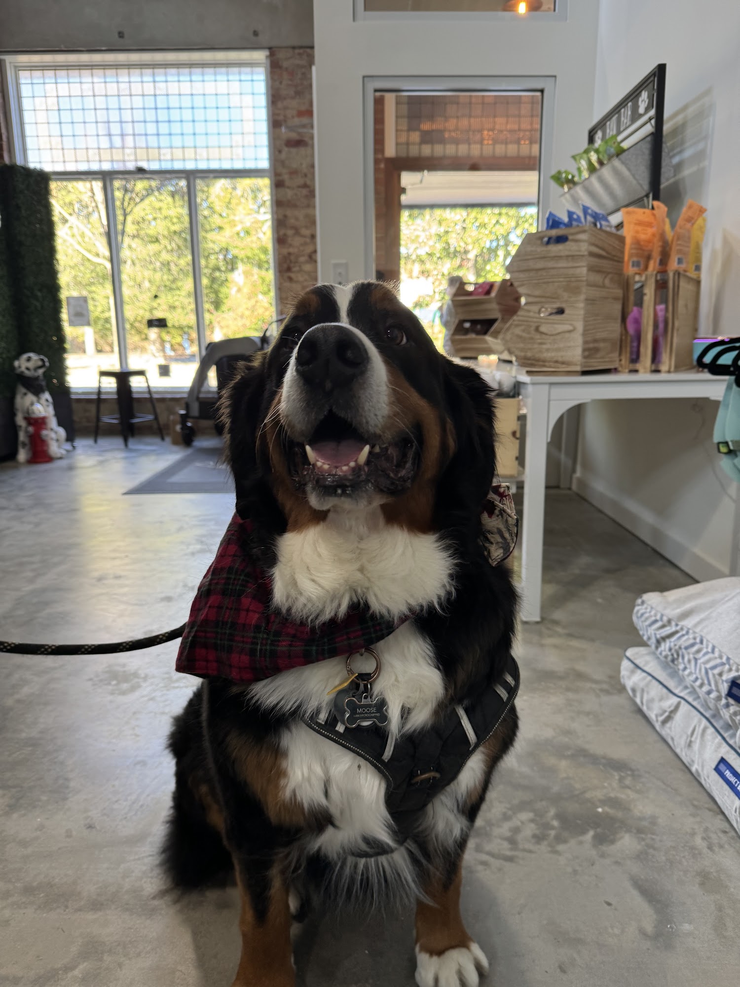 Urban Pet Company, LLC Southern Pines