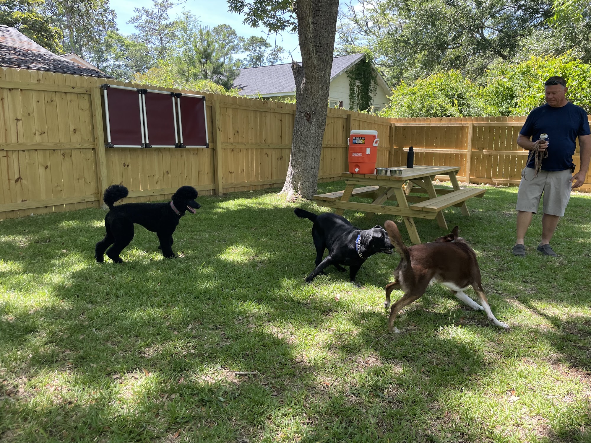 Southport Dog Southport