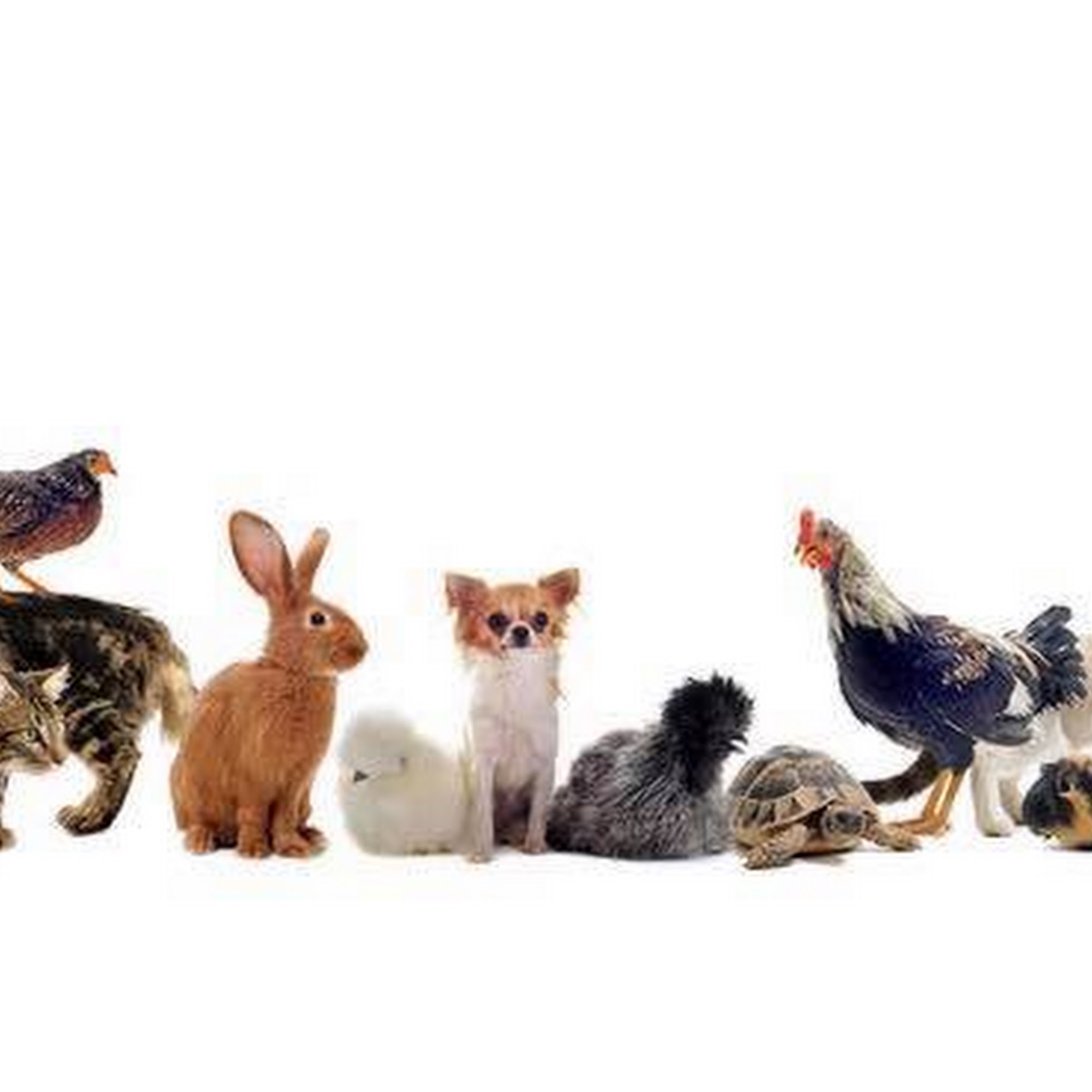 Twin Oaks Veterinary Hospital Sparta