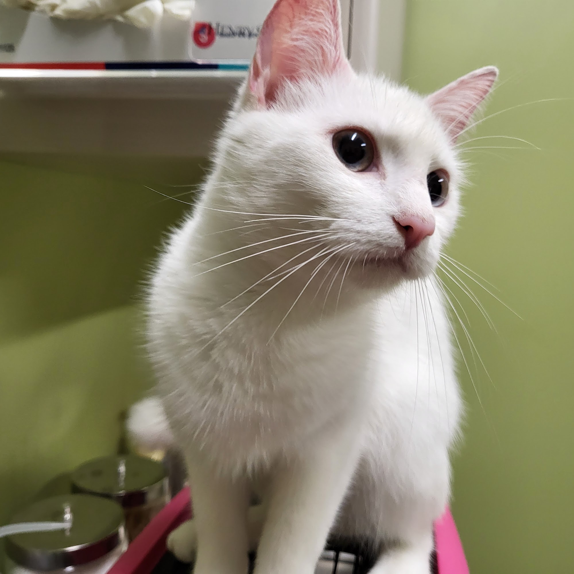 Glade Creek Animal Hospital, PLLC Sparta