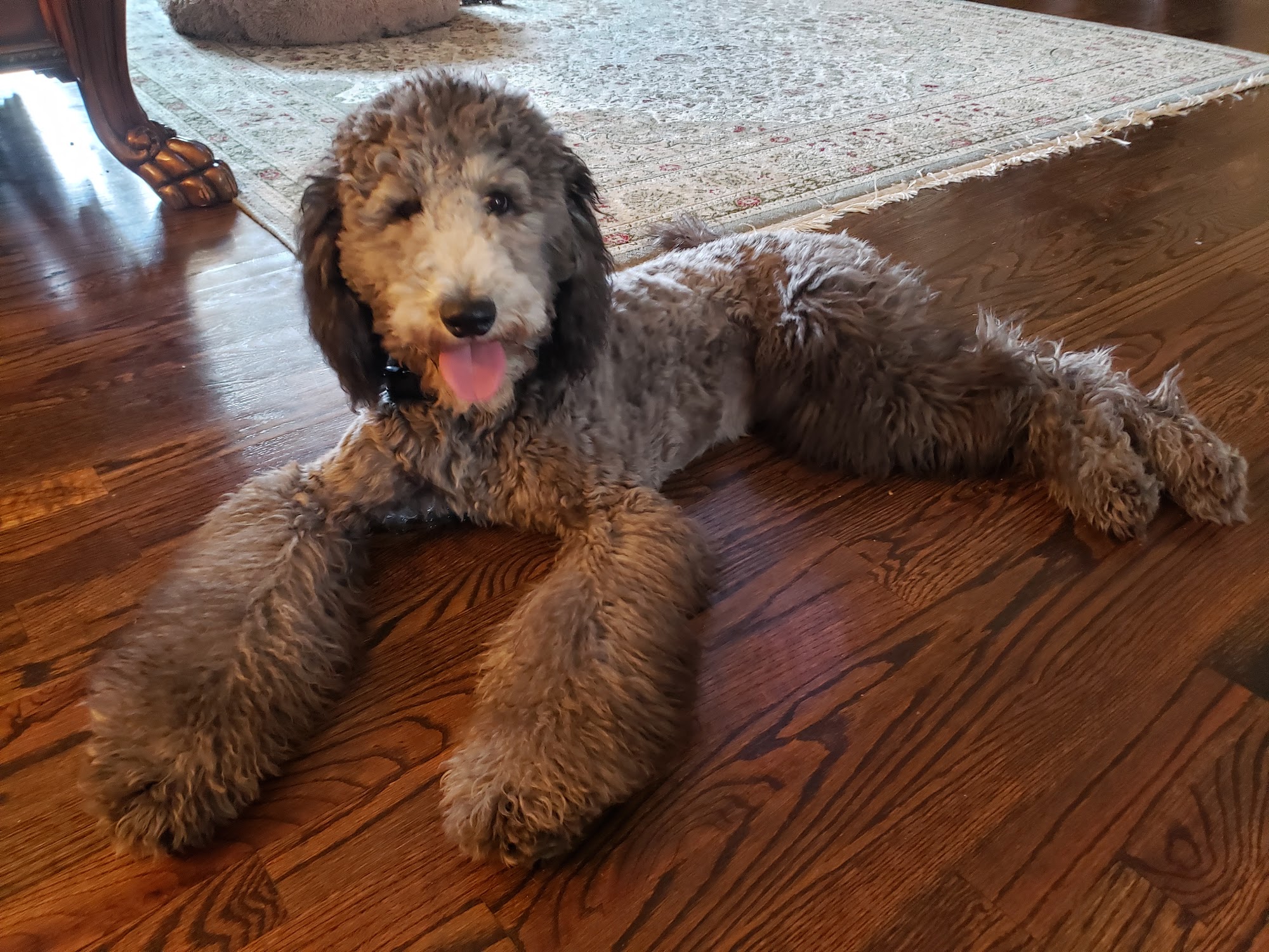 Family Affair Standard Poodles Spring Hope