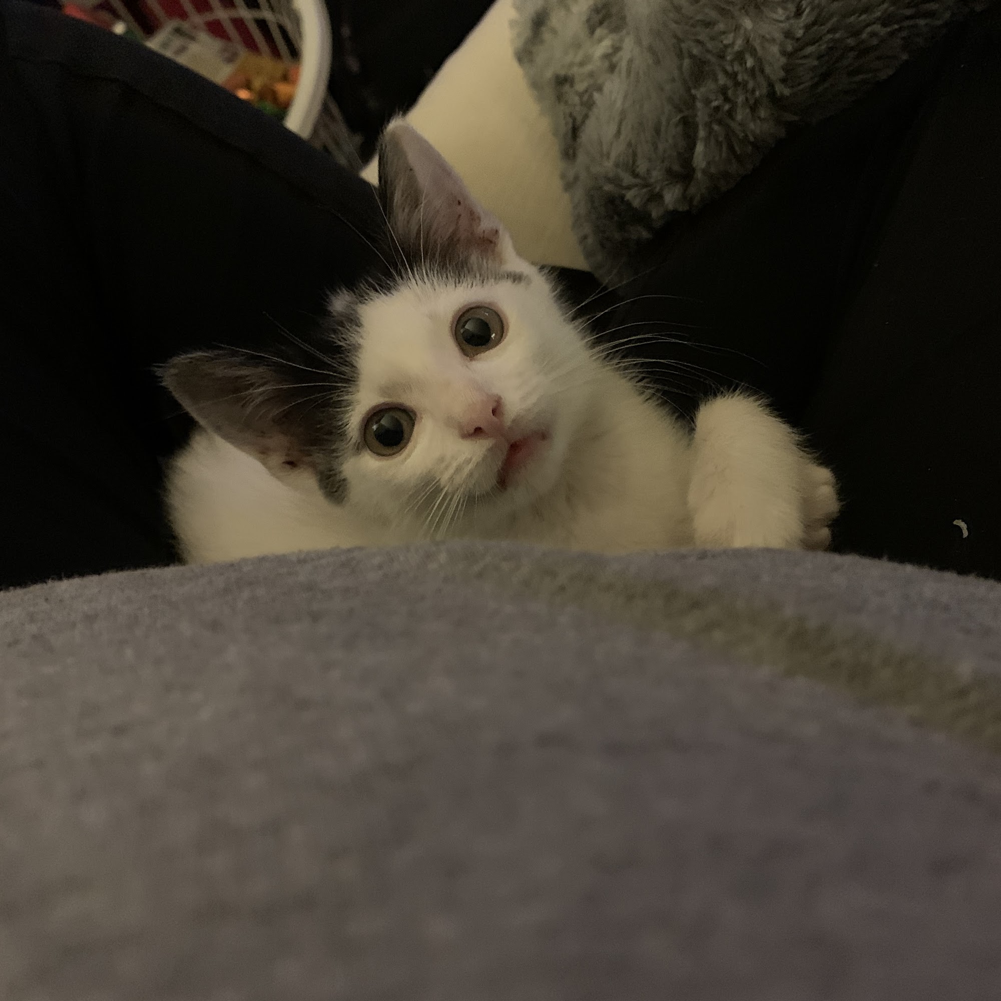 Riverbark Veterinary Hospital Spring Lake