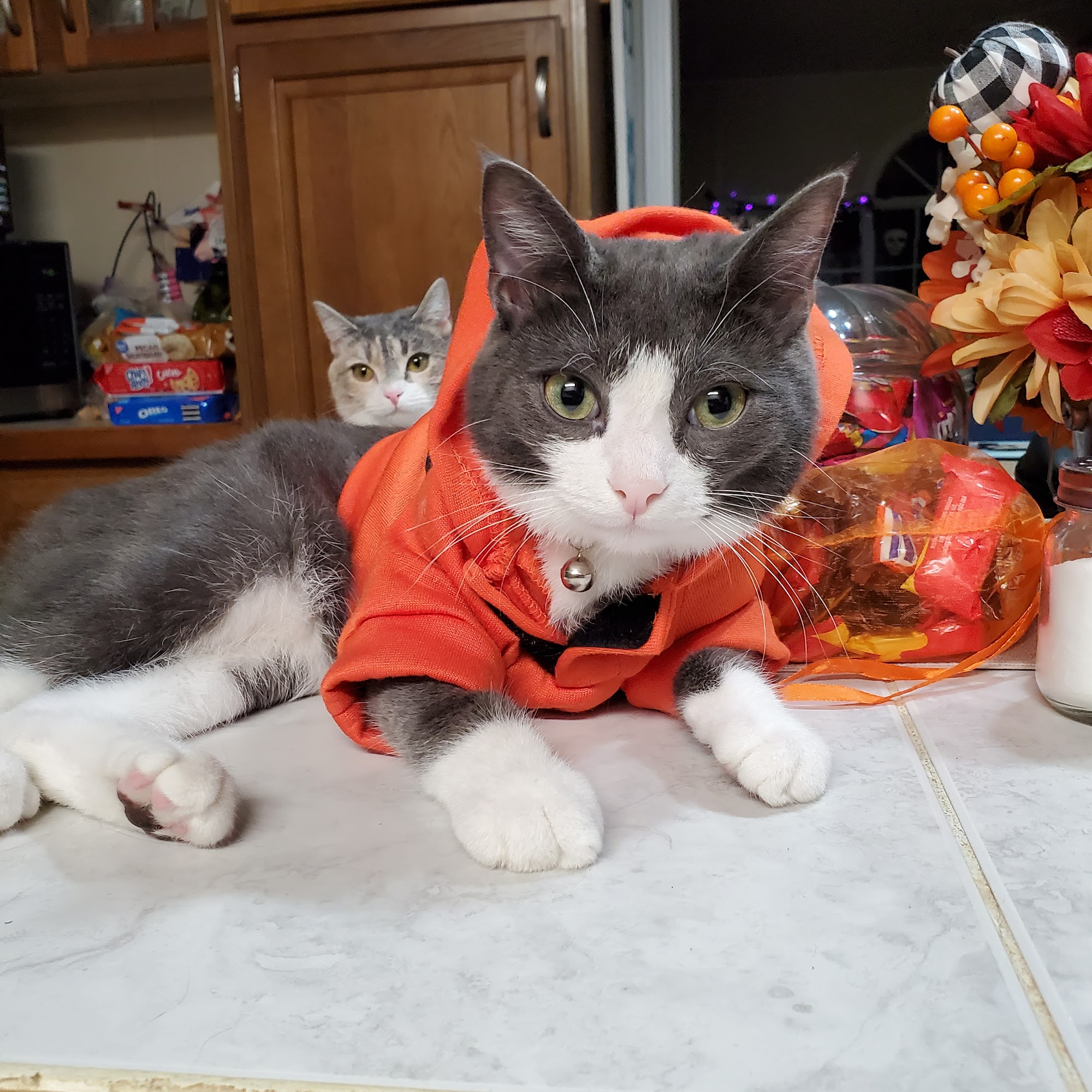 Stewart's Mountain View Animal Hospital Spruce Pine