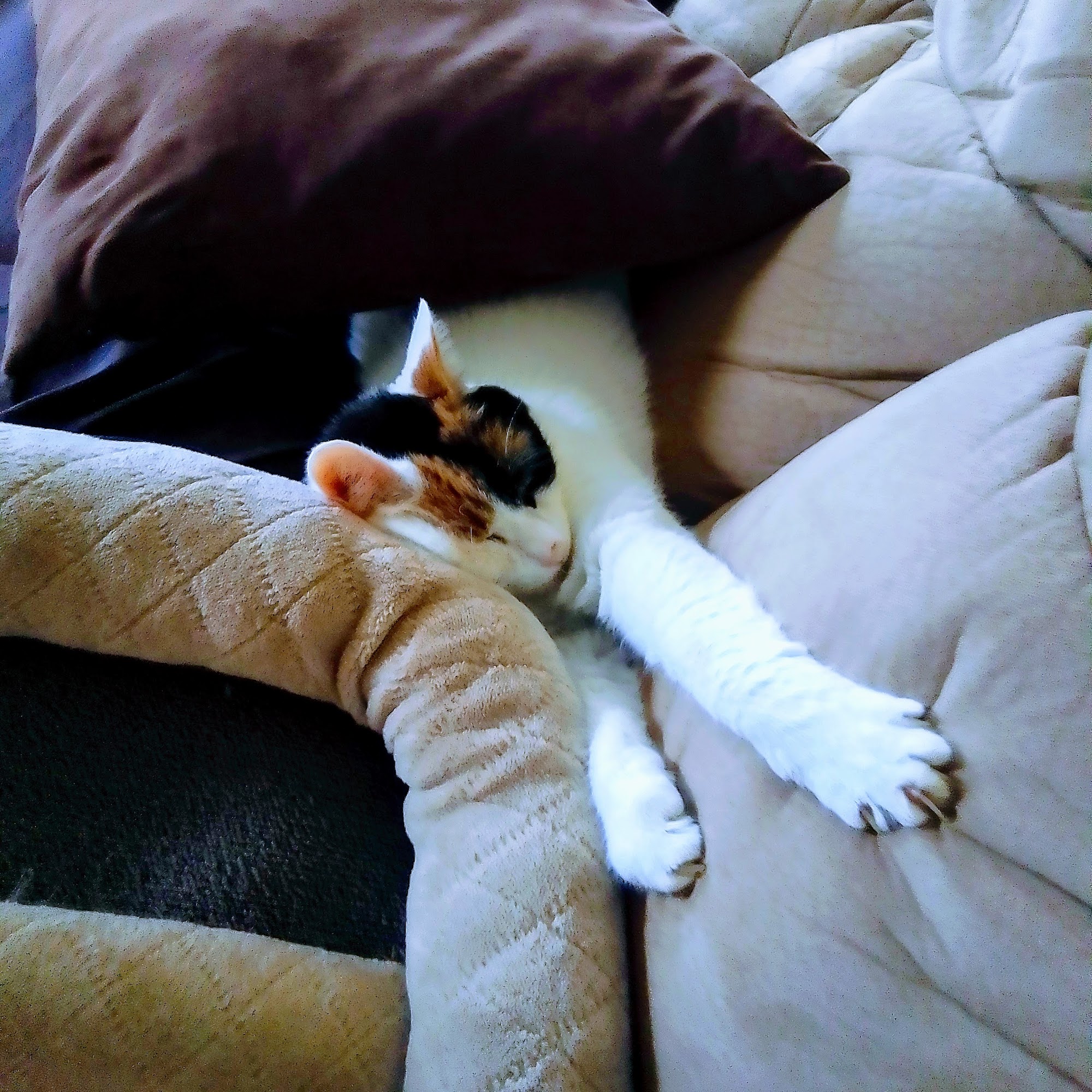 Dr. Kelly Georgeou Spruce Pine