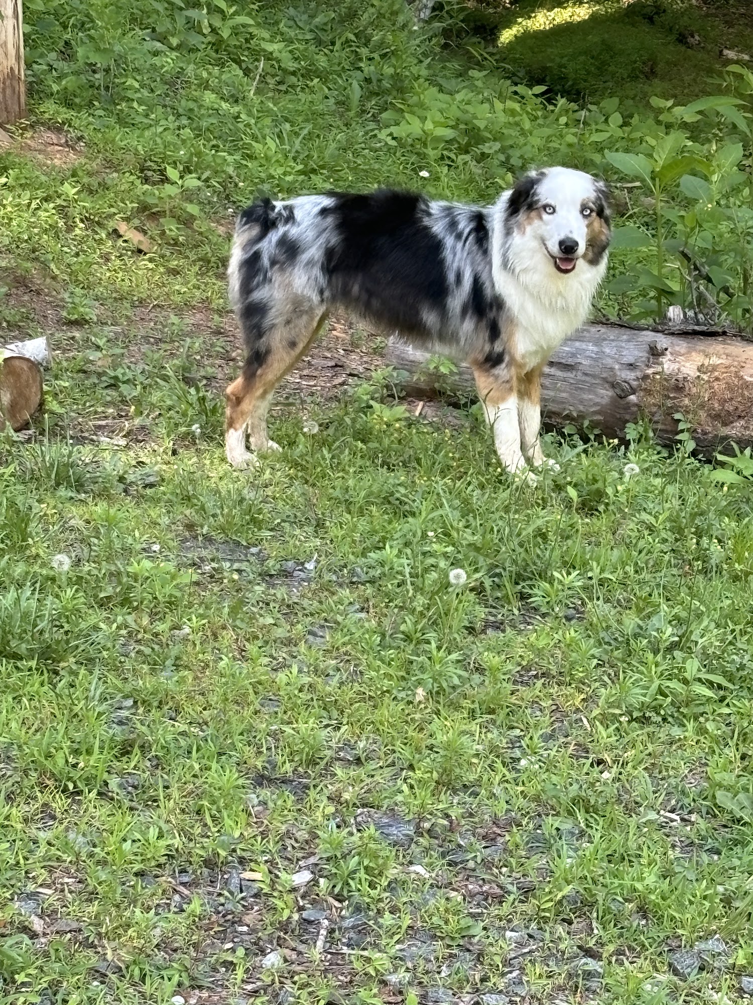 Waggin Tails Pet Grooming Spruce Pine