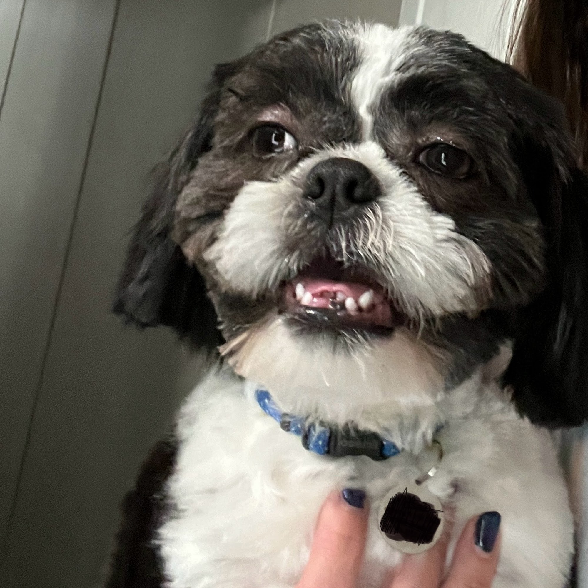 Waggin Tails Pet Grooming Spruce Pine