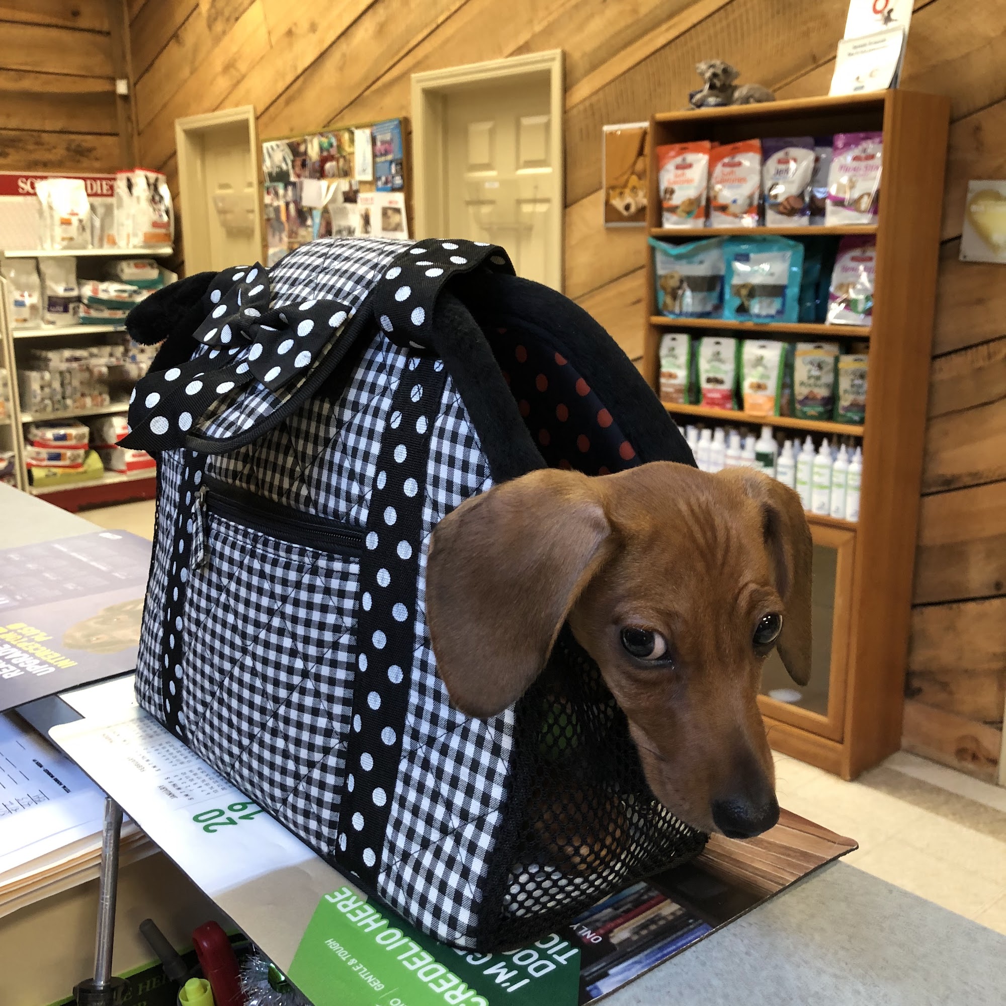 All Creatures Pet Hospital Stanley