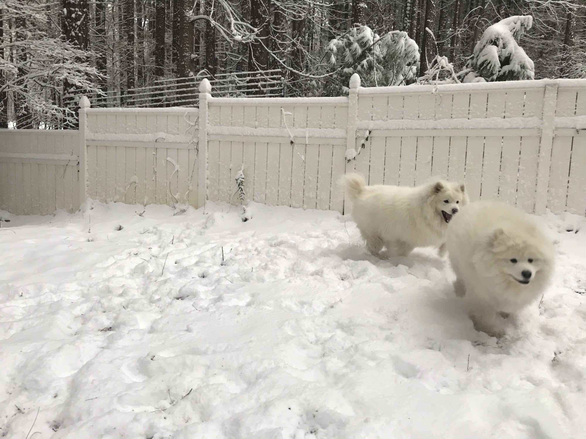 Carolina Natural Dog Stanley