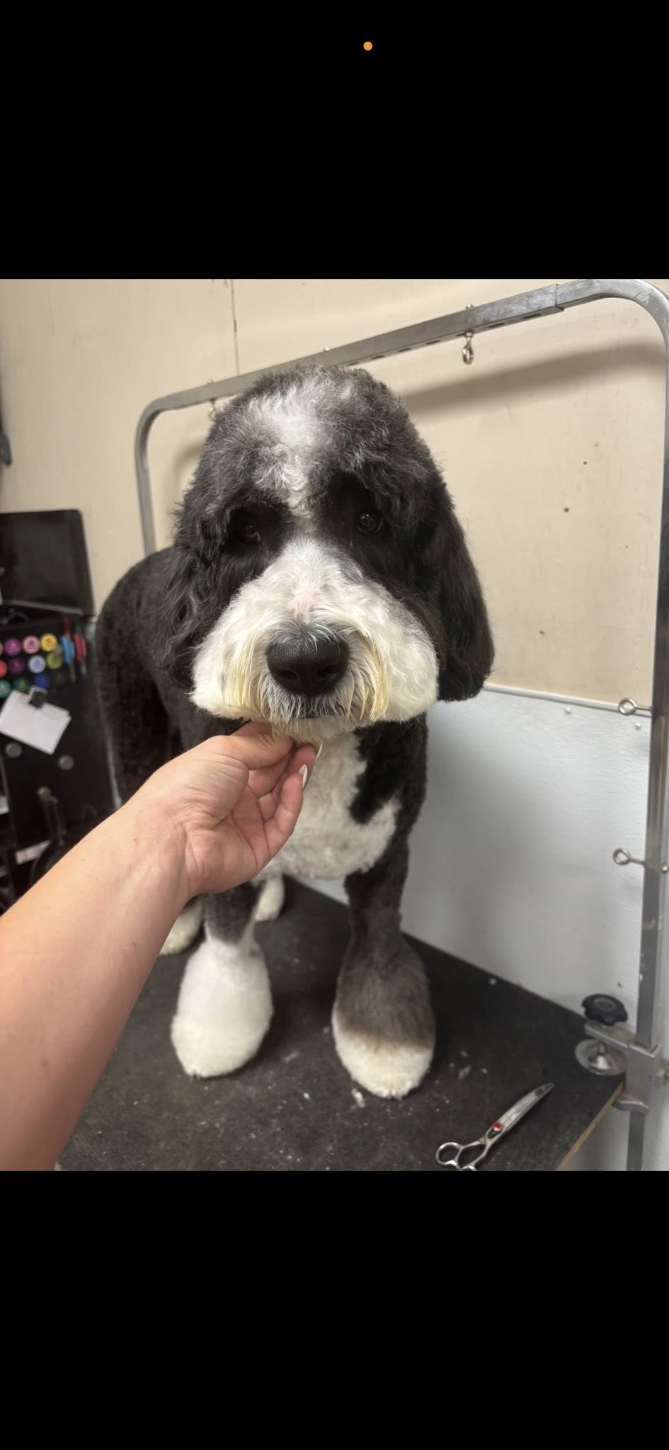 Big Paws LLC Stanley