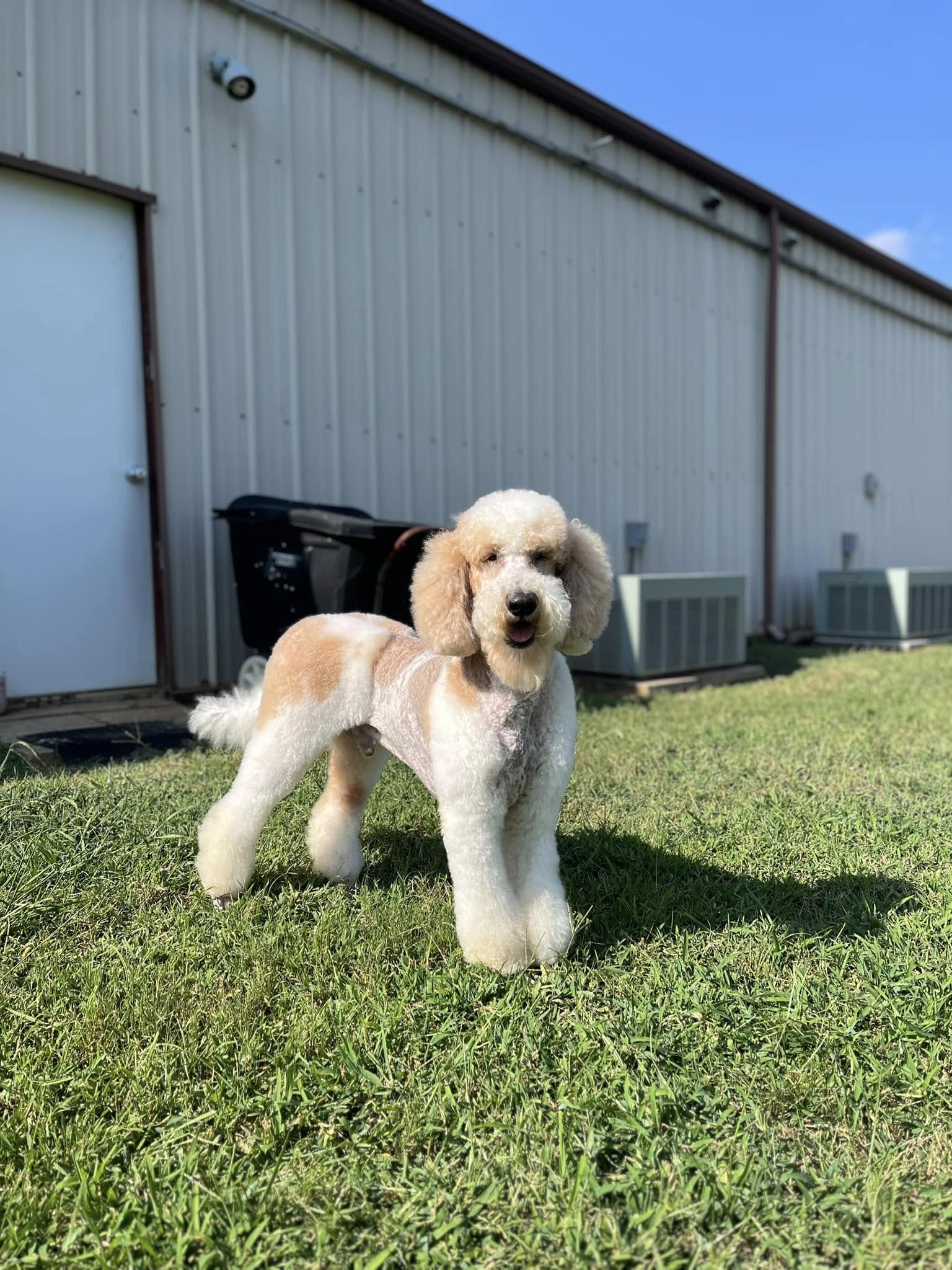 Big Paws LLC Stanley