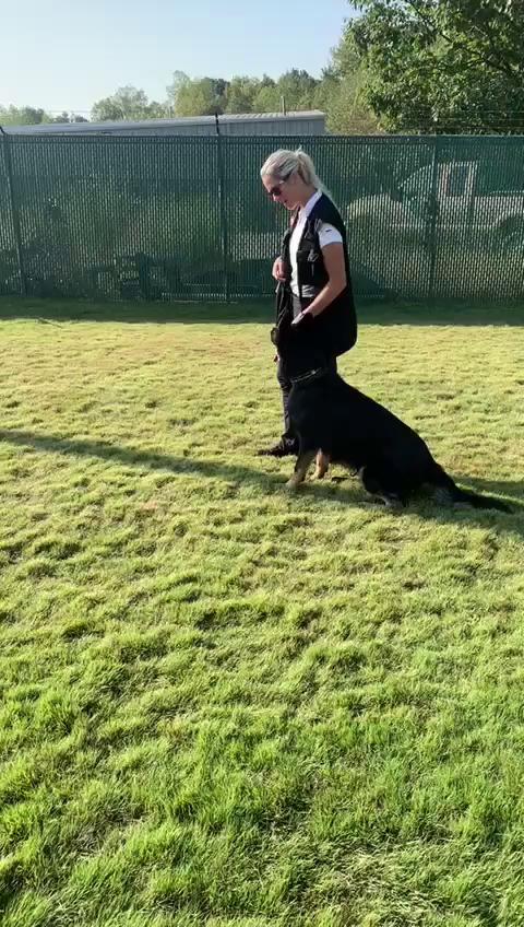 Shepherds K9 Services Stanley