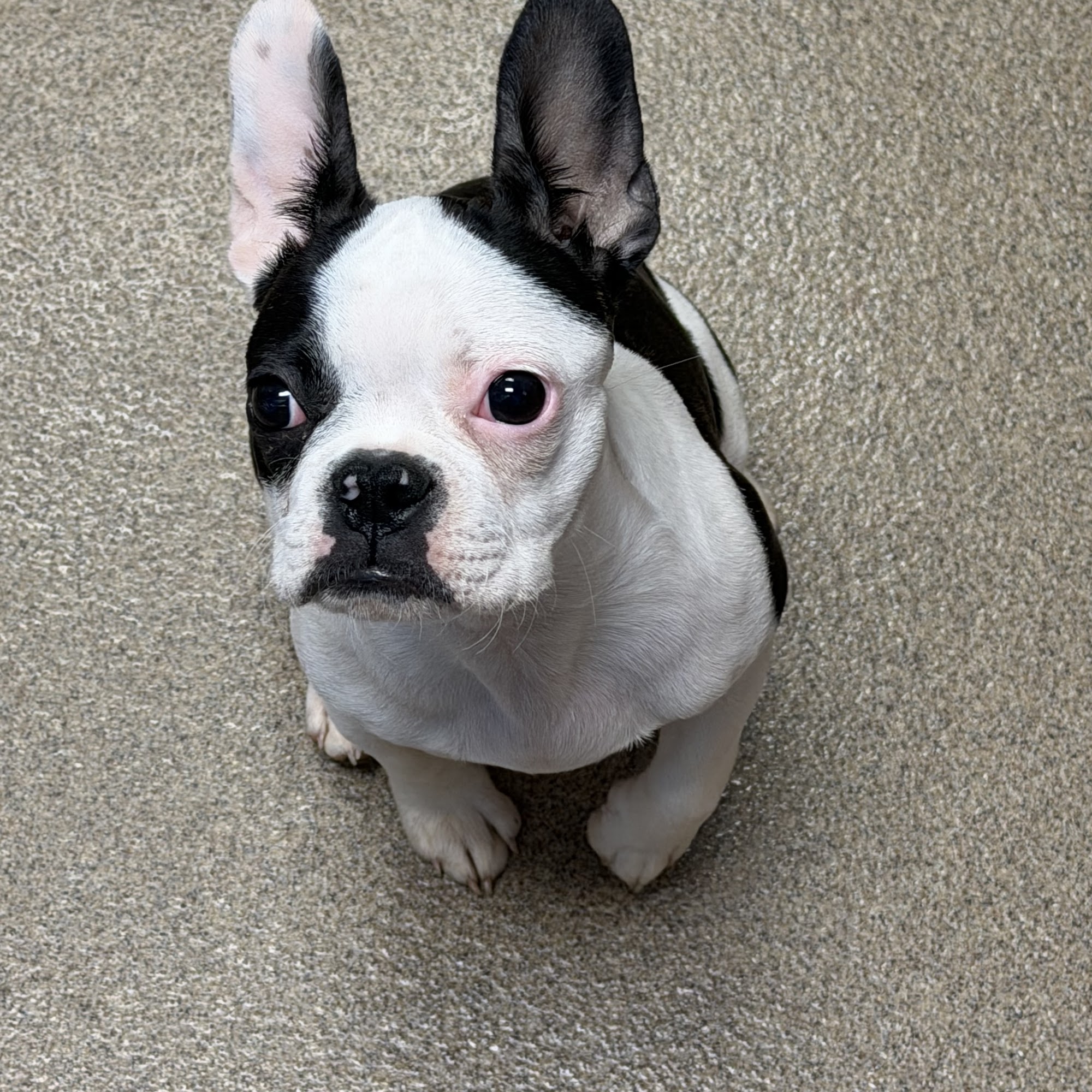 North Iredell Animal Hospital Statesville