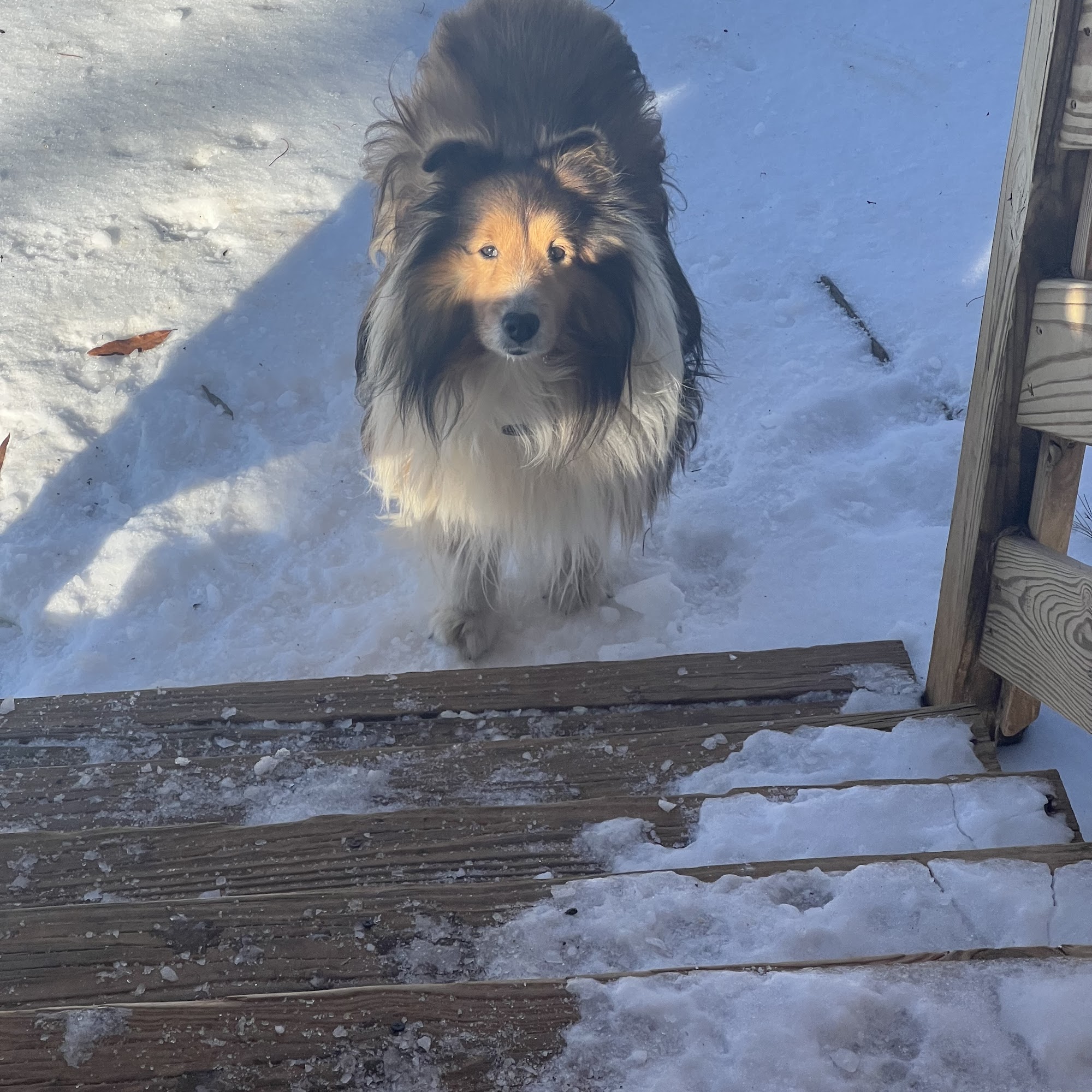 Davis Animal Hospital Statesville