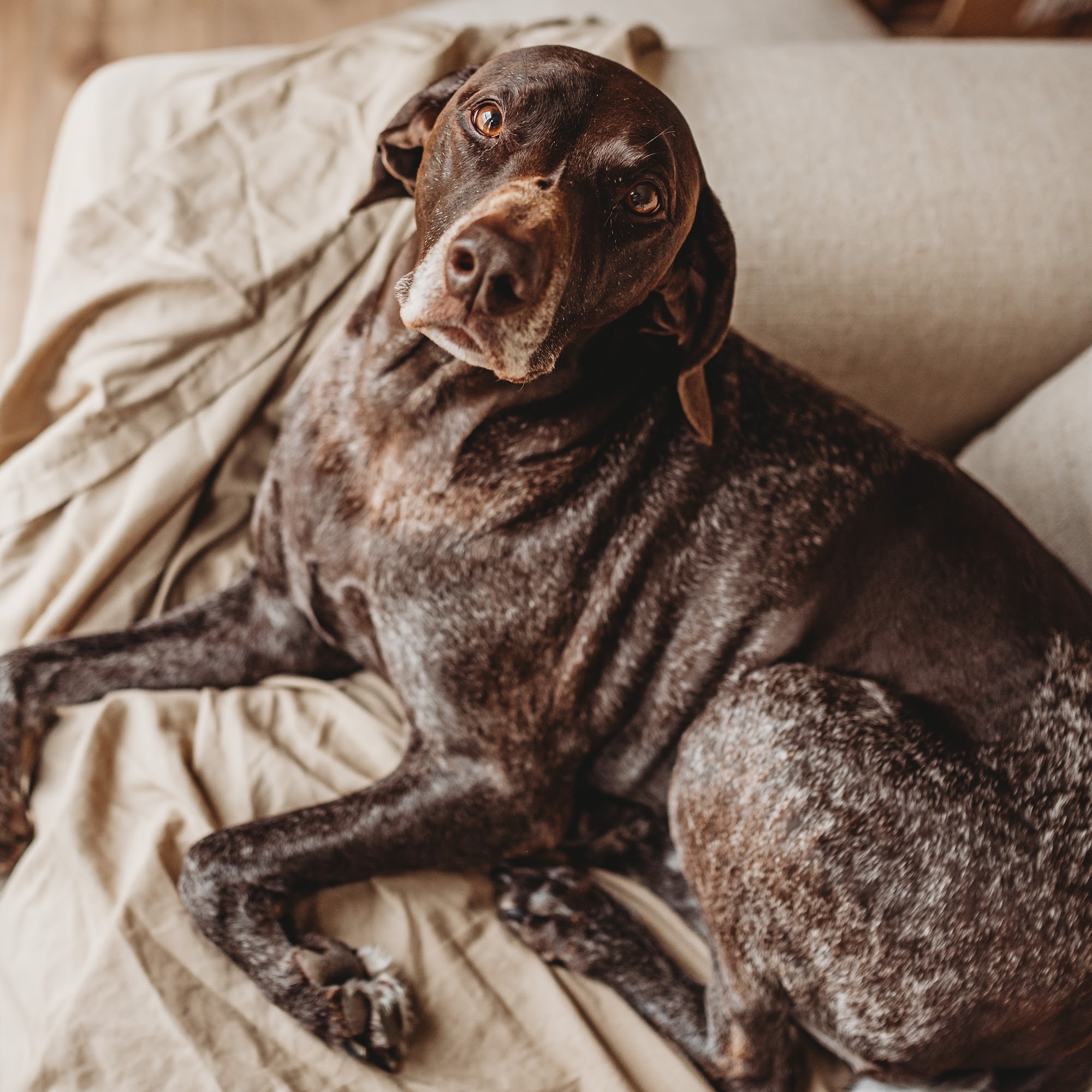 Angelcare Veterinary Hospital Statesville