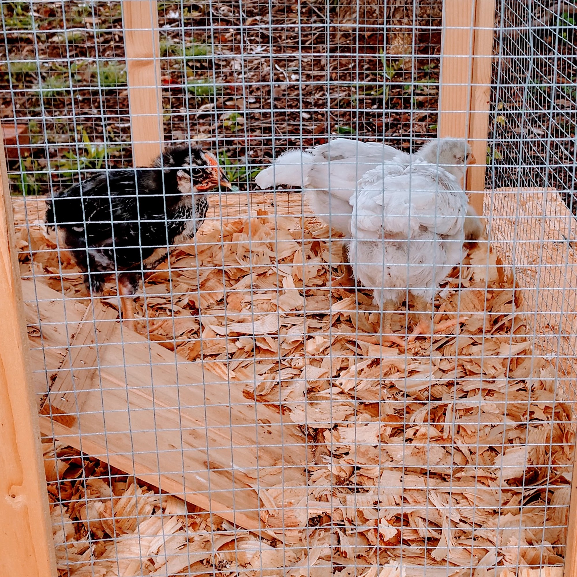 Stokesdale Veterinary Hospital Stokesdale