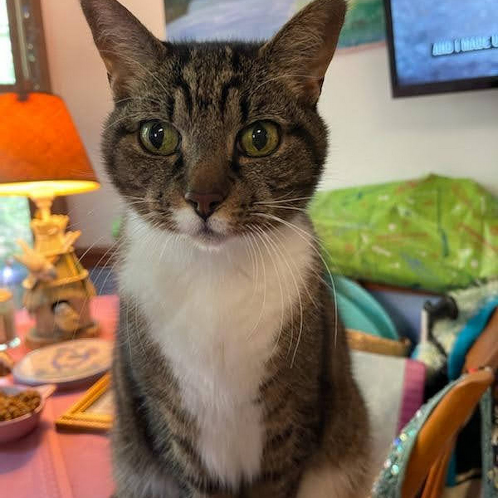 Summerfield Veterinary Hospital P.L.L.C. Summerfield