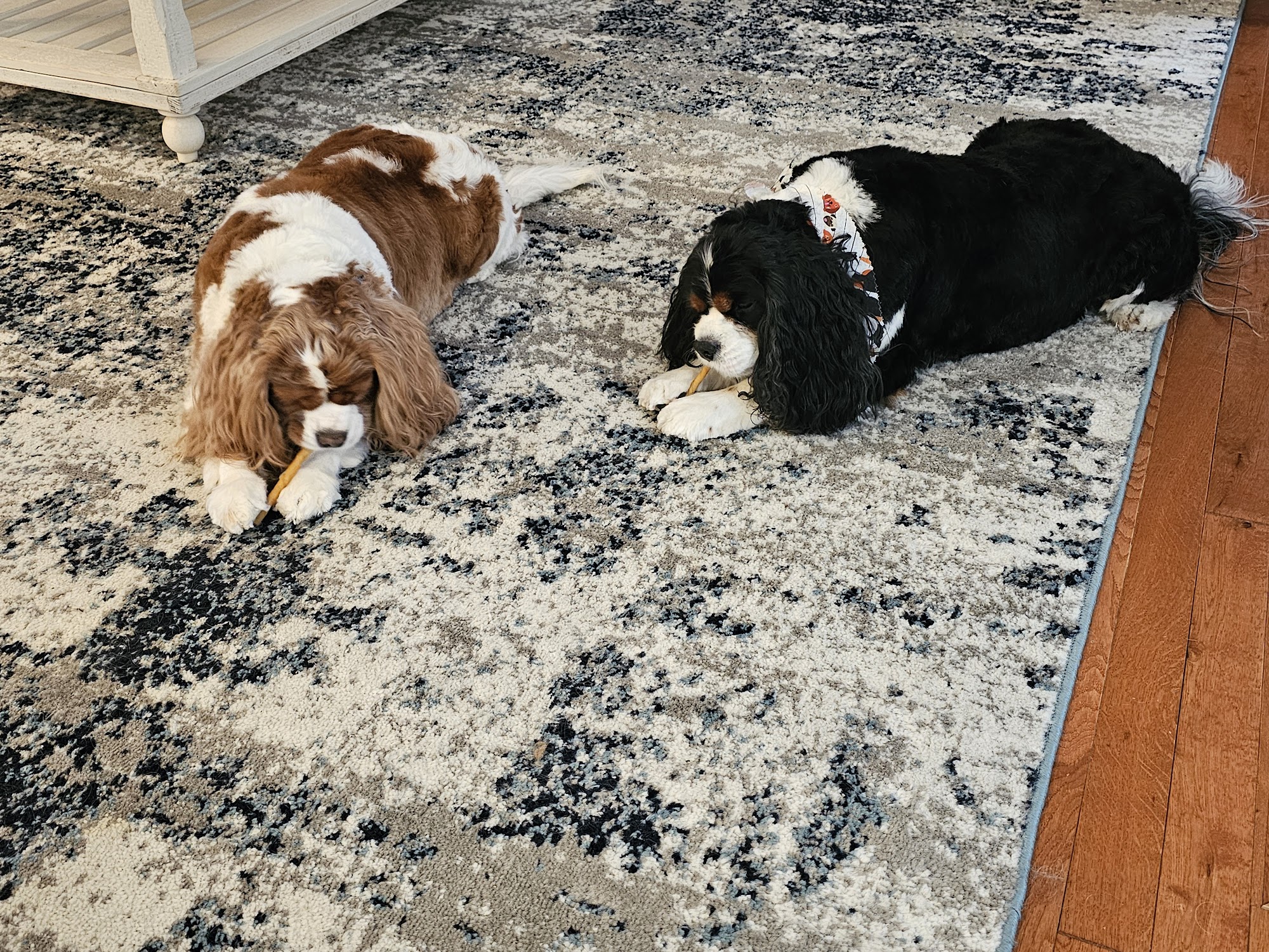 The Animal Hospital At Lake Brandt Summerfield