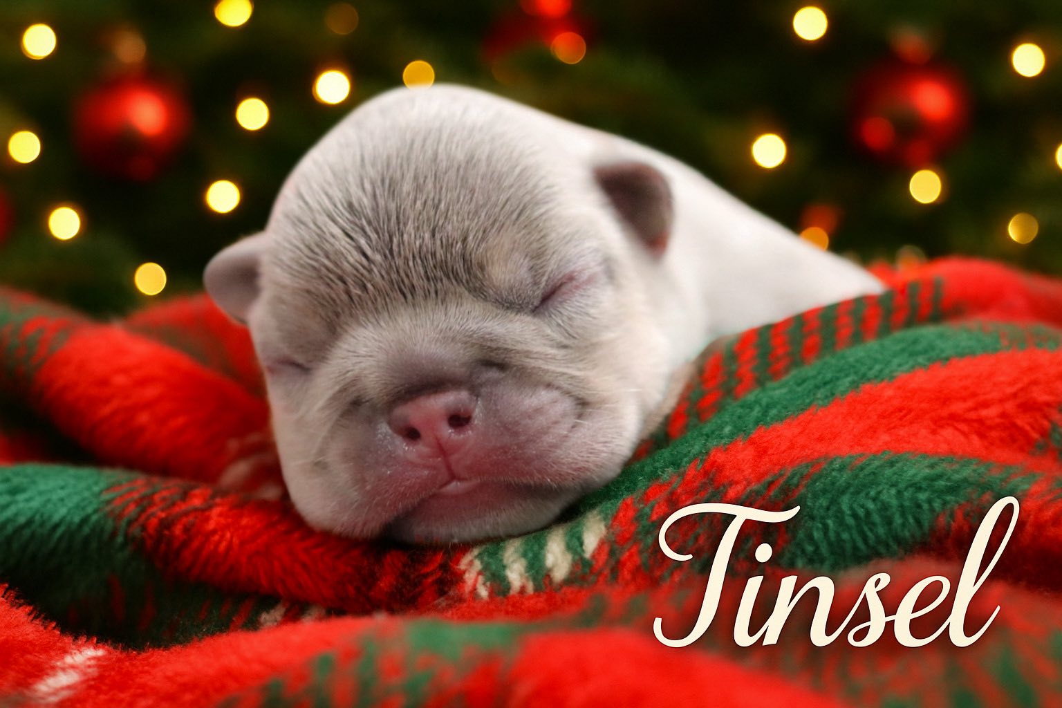 Ritchie's Grooming Salon Summerfield