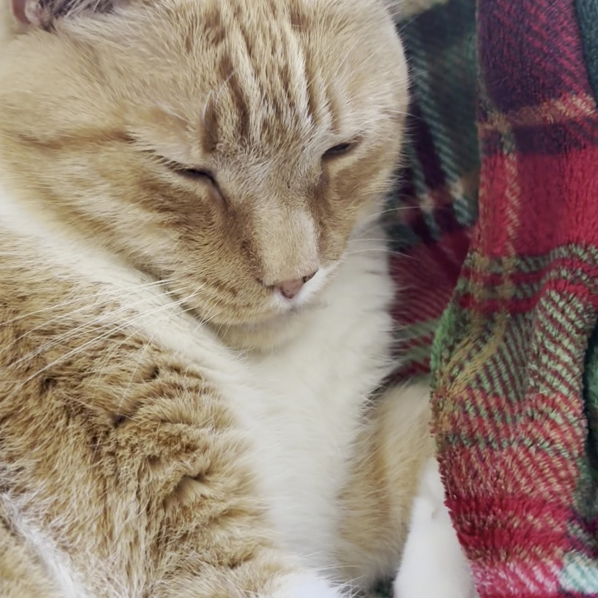 Brunswick Animal Hospital Supply