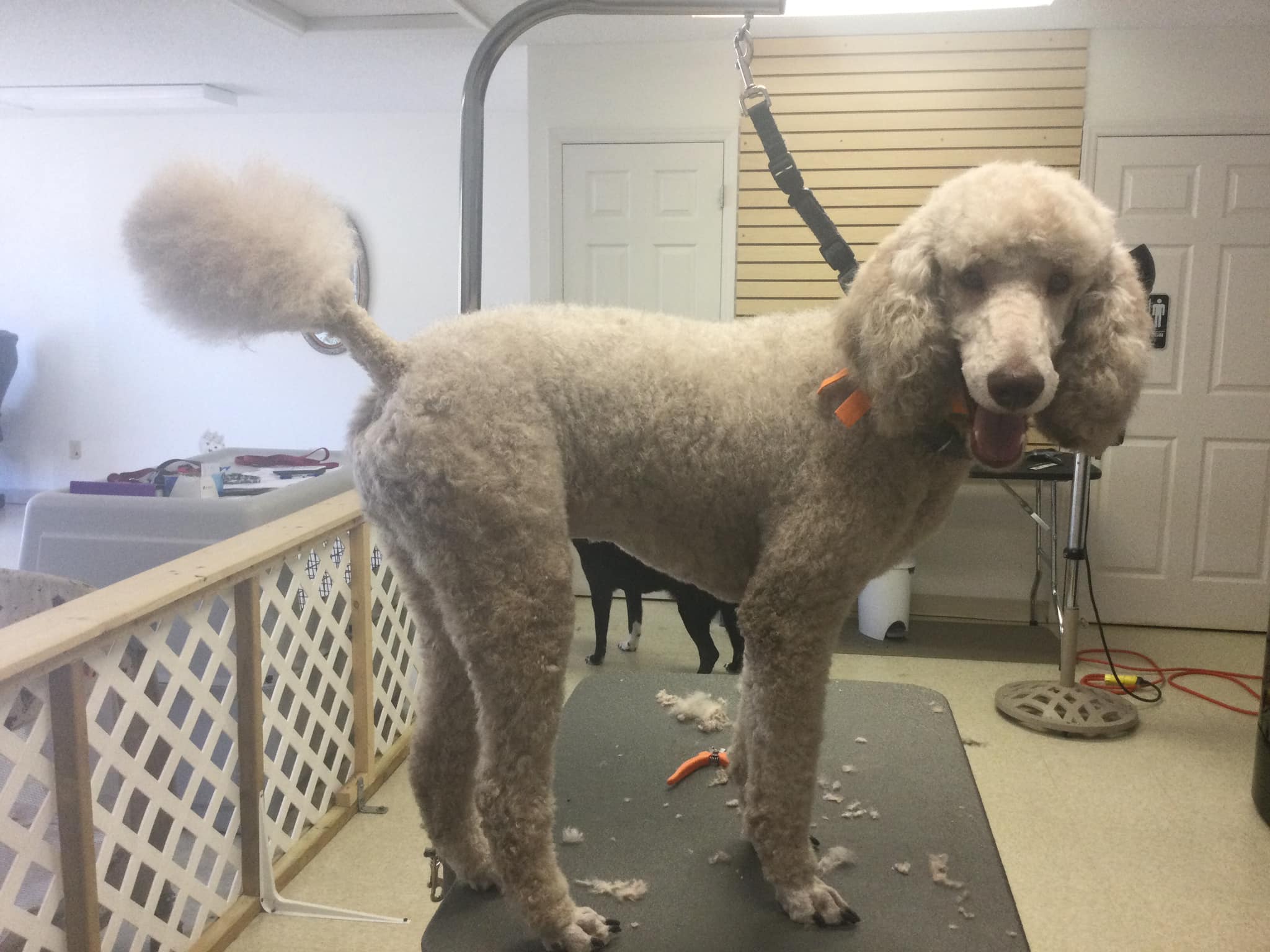 Adorable Pet Groom Salon & Spa