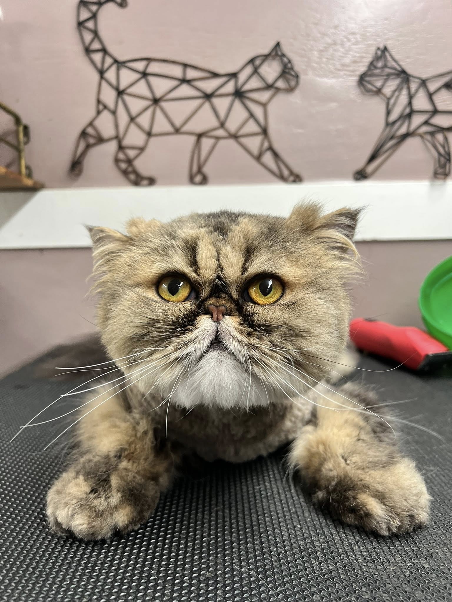 Wagging Tails Happy Hearts Grooming Supply