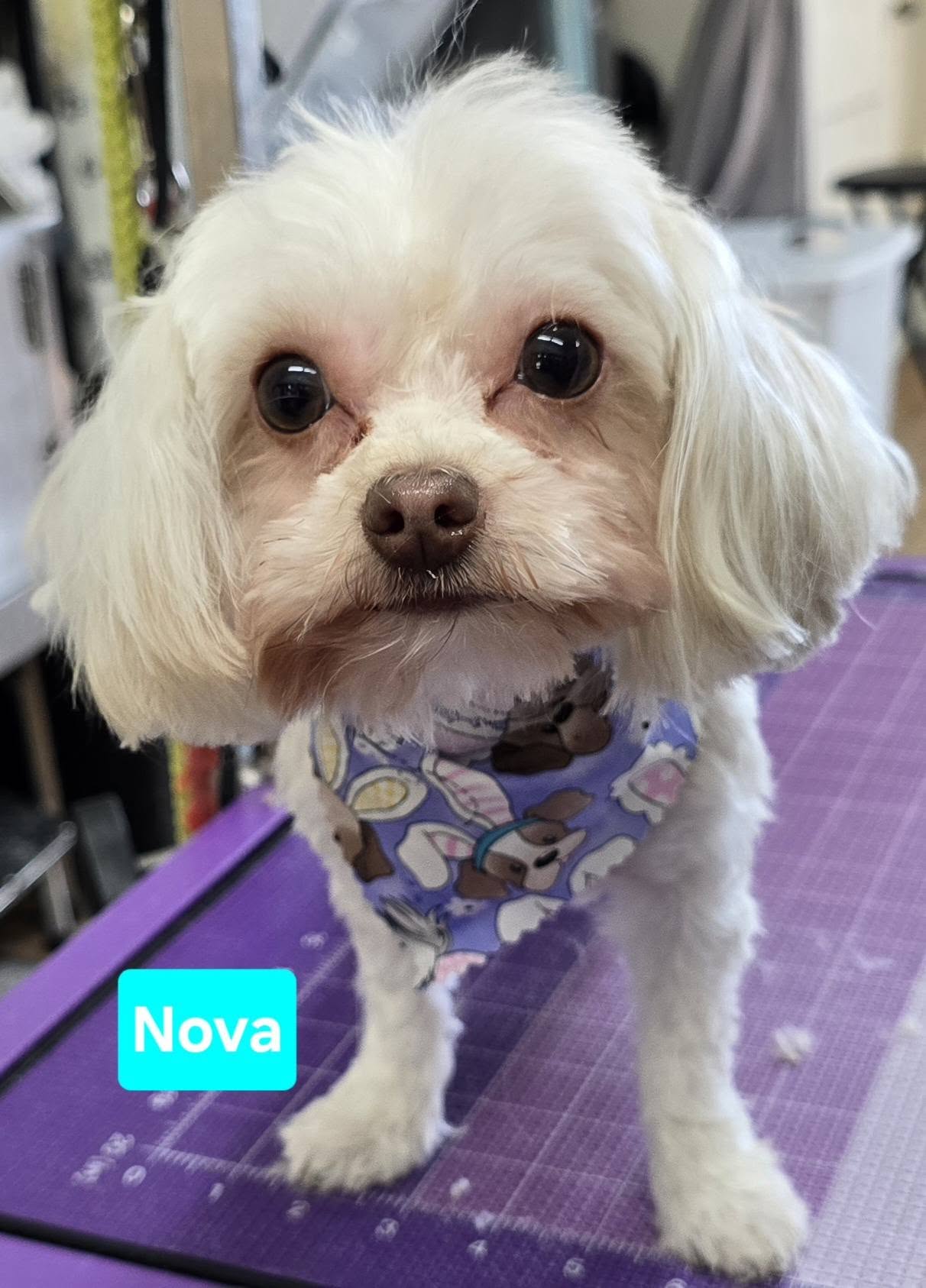PupKisses Dog Grooming Tarboro