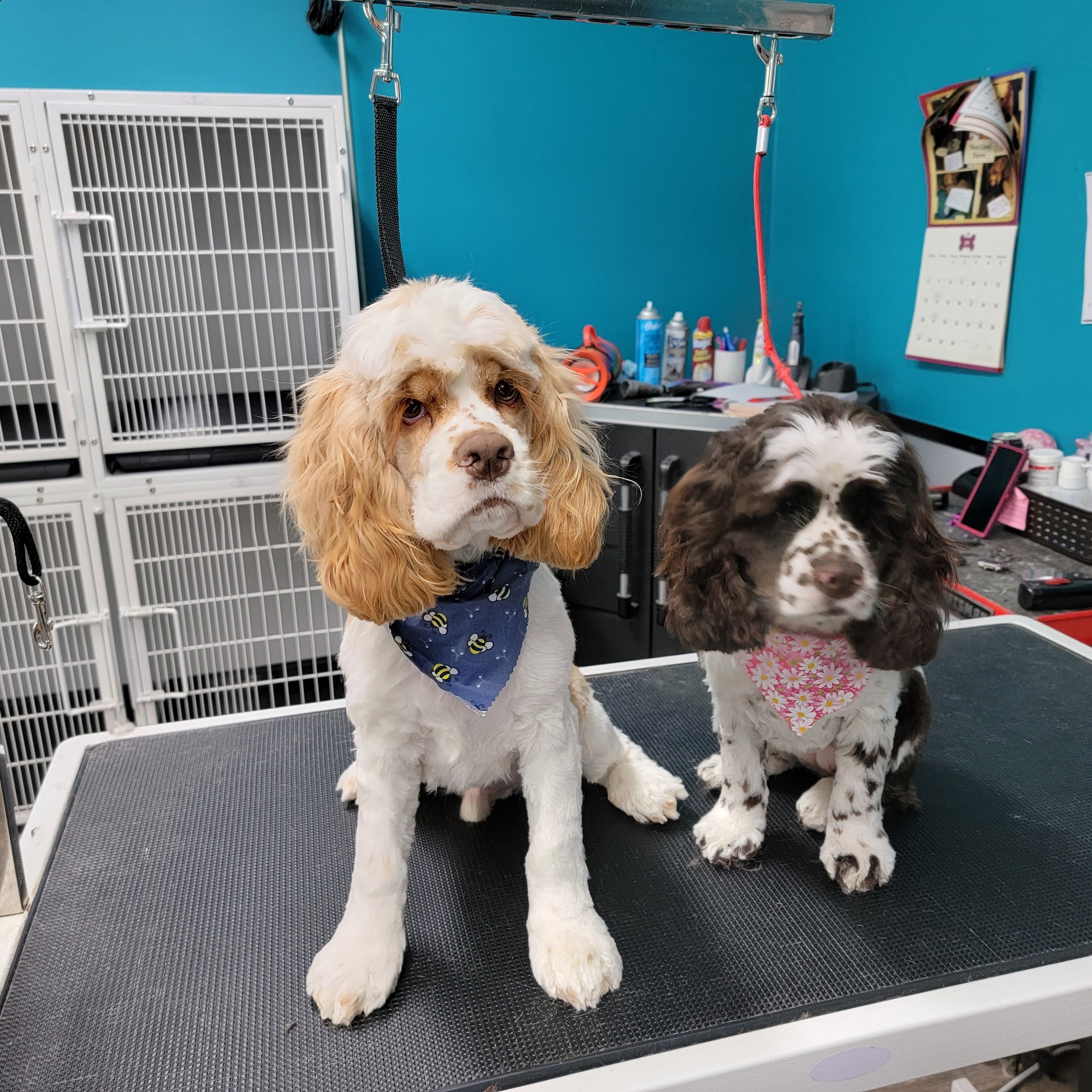 PupKisses Dog Grooming Tarboro