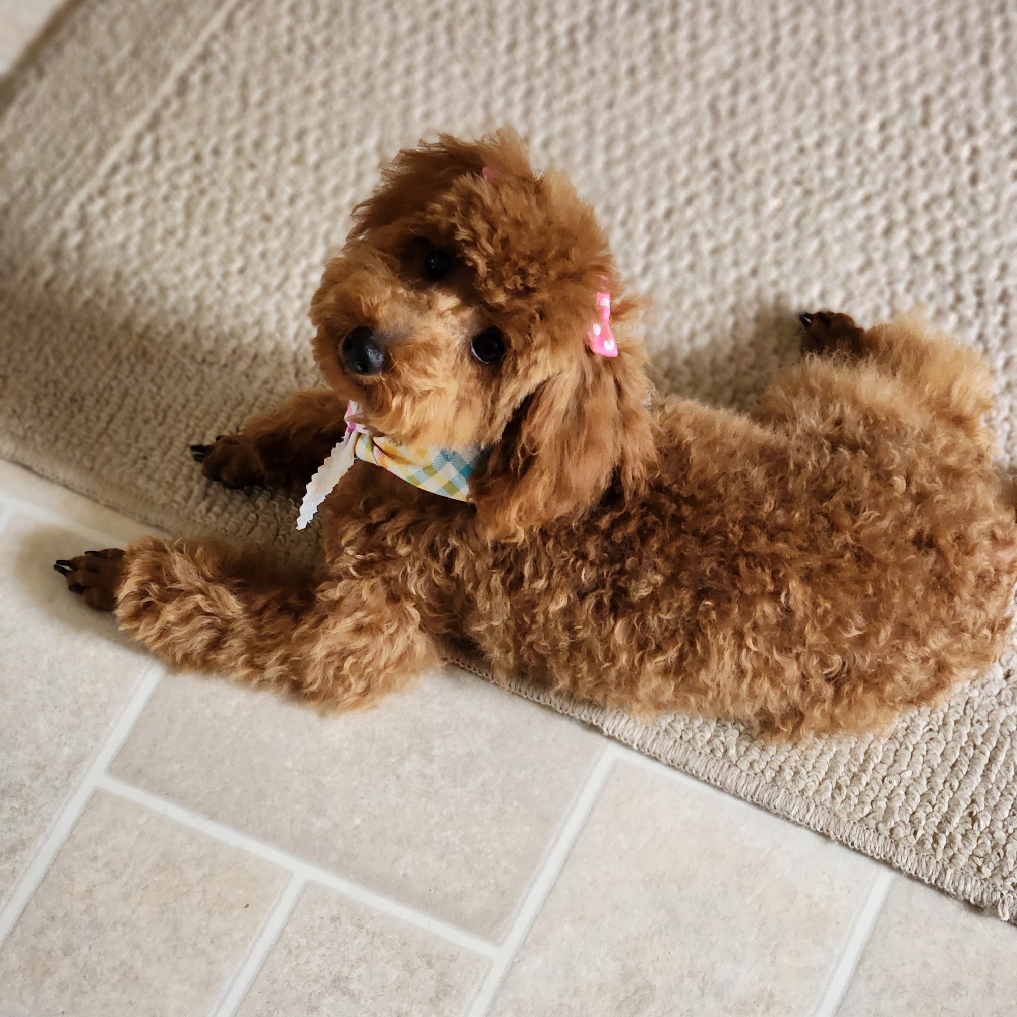 A-1 Pet Grooming Taylorsville