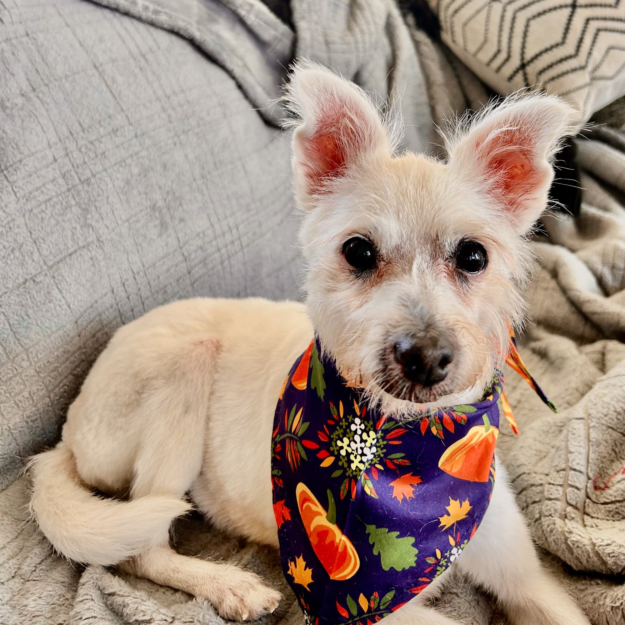 Thomasville Veterinary Hospital Thomasville