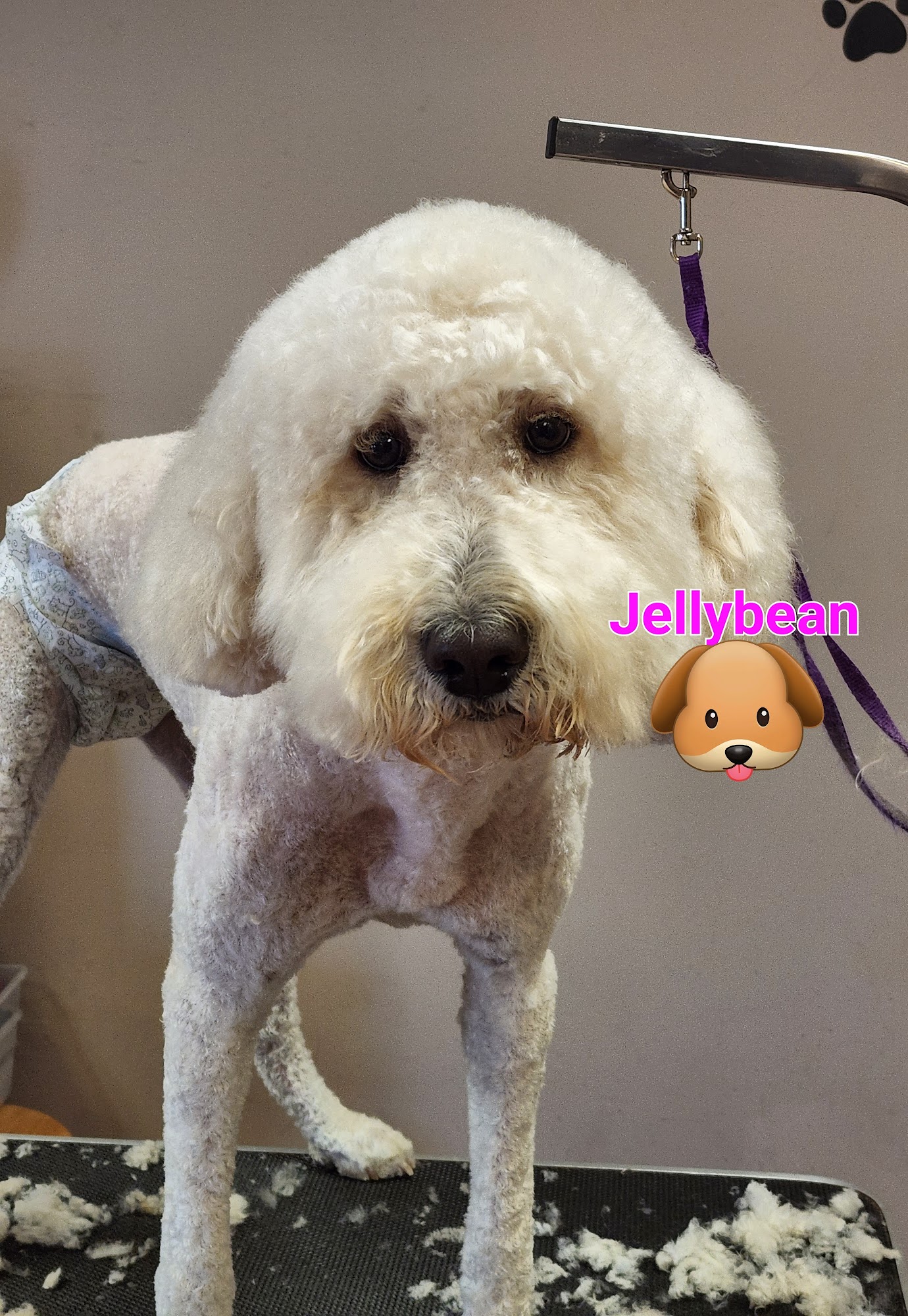 Pawsatively Divine Pet Spa an Grooming Thomasville