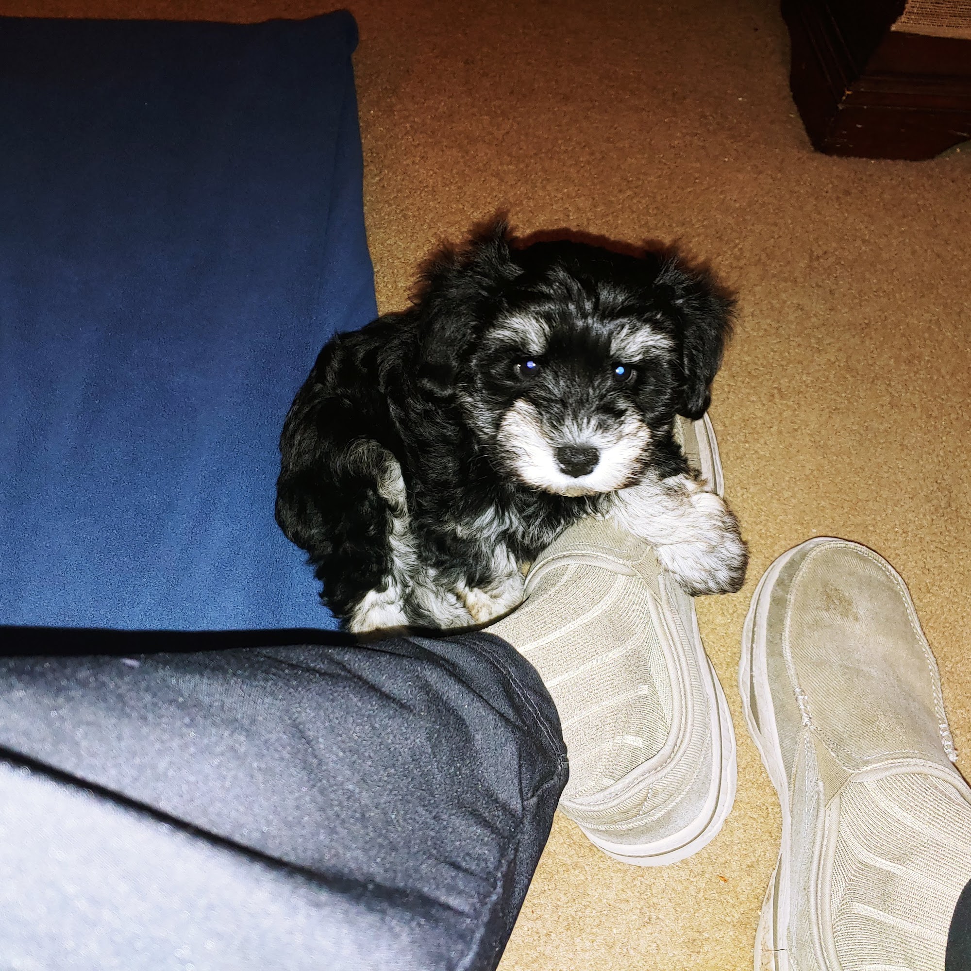 By His Grace Schnauzer's Thomasville