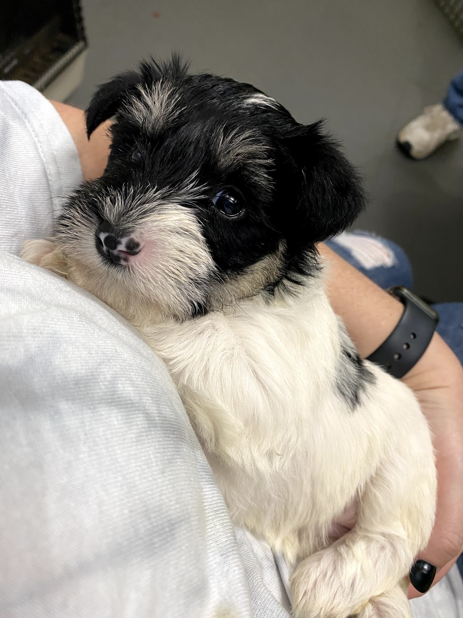 By His Grace Schnauzer's Thomasville