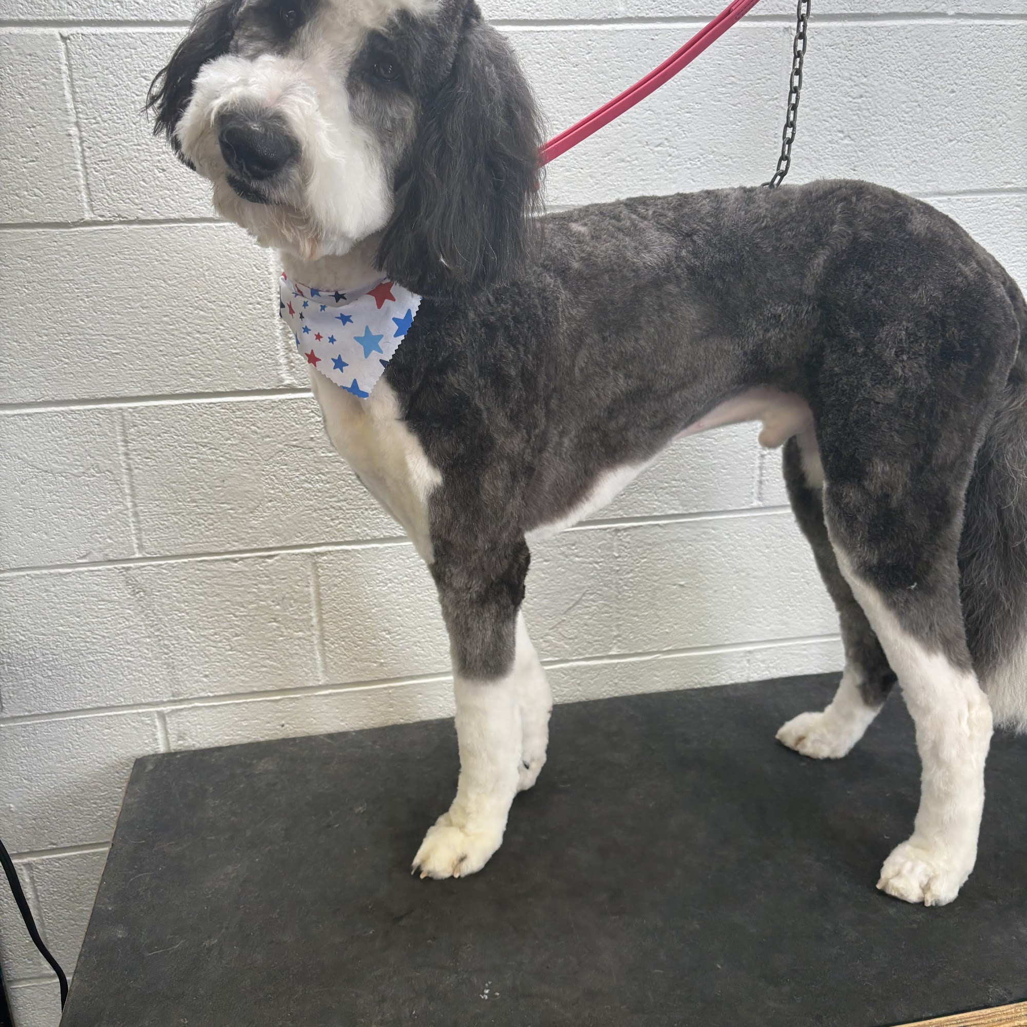 Fur-Ever Love Pet Grooming Boutique