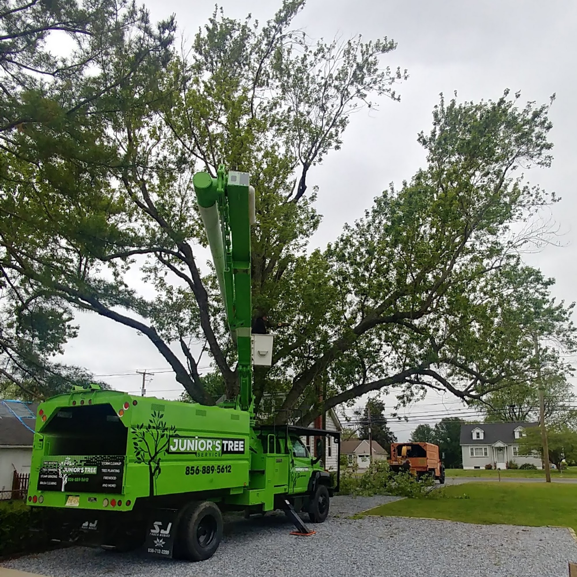 Junior's Tree Services