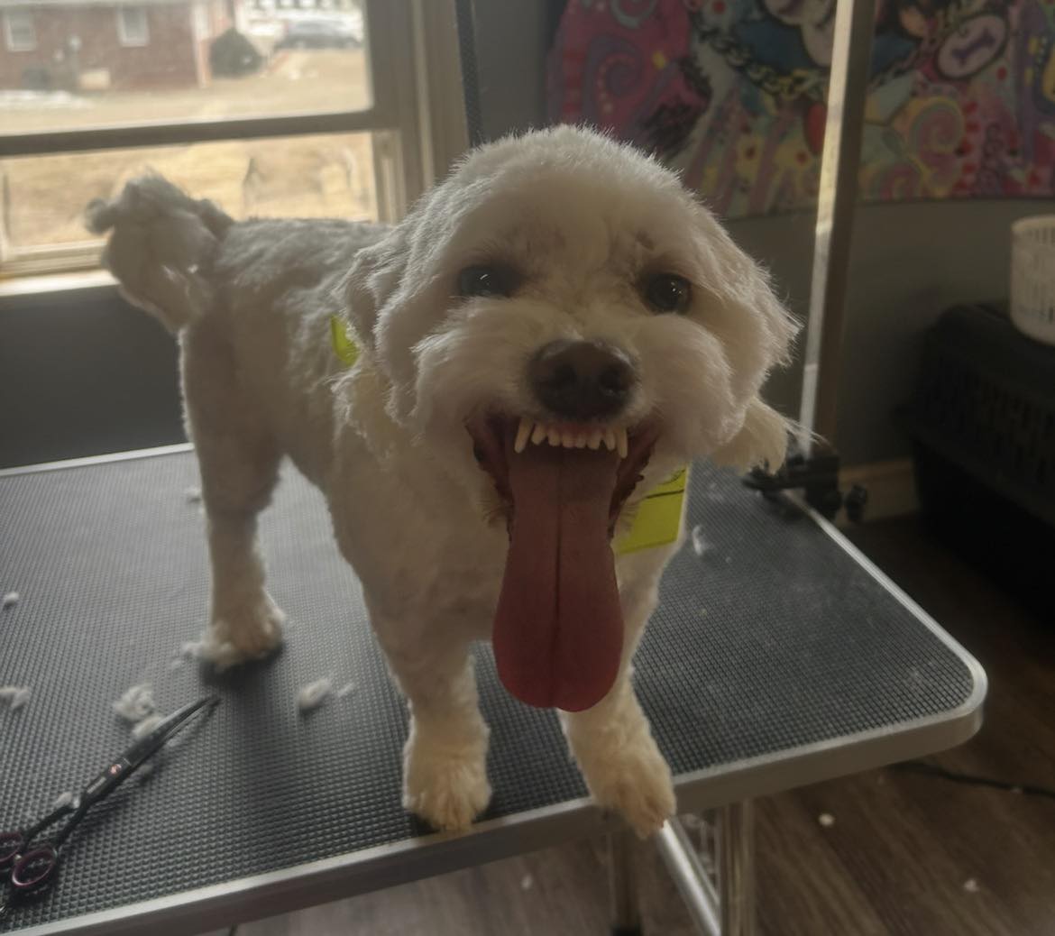 Tails of Lake Norman Pet Spa Troutman