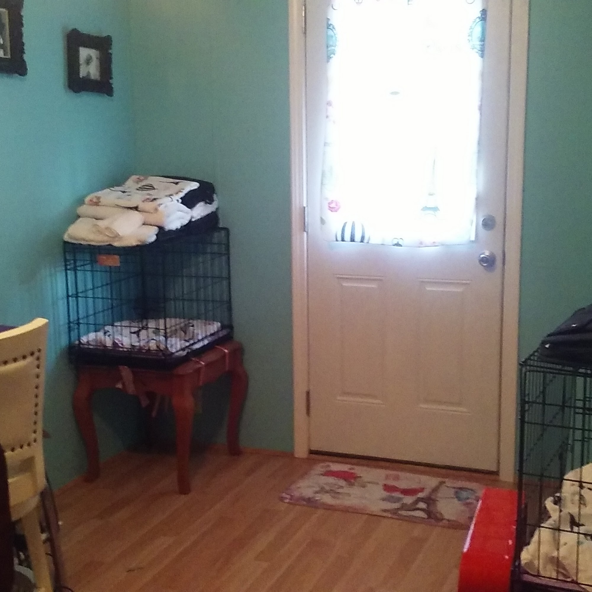 The DOG Parlor